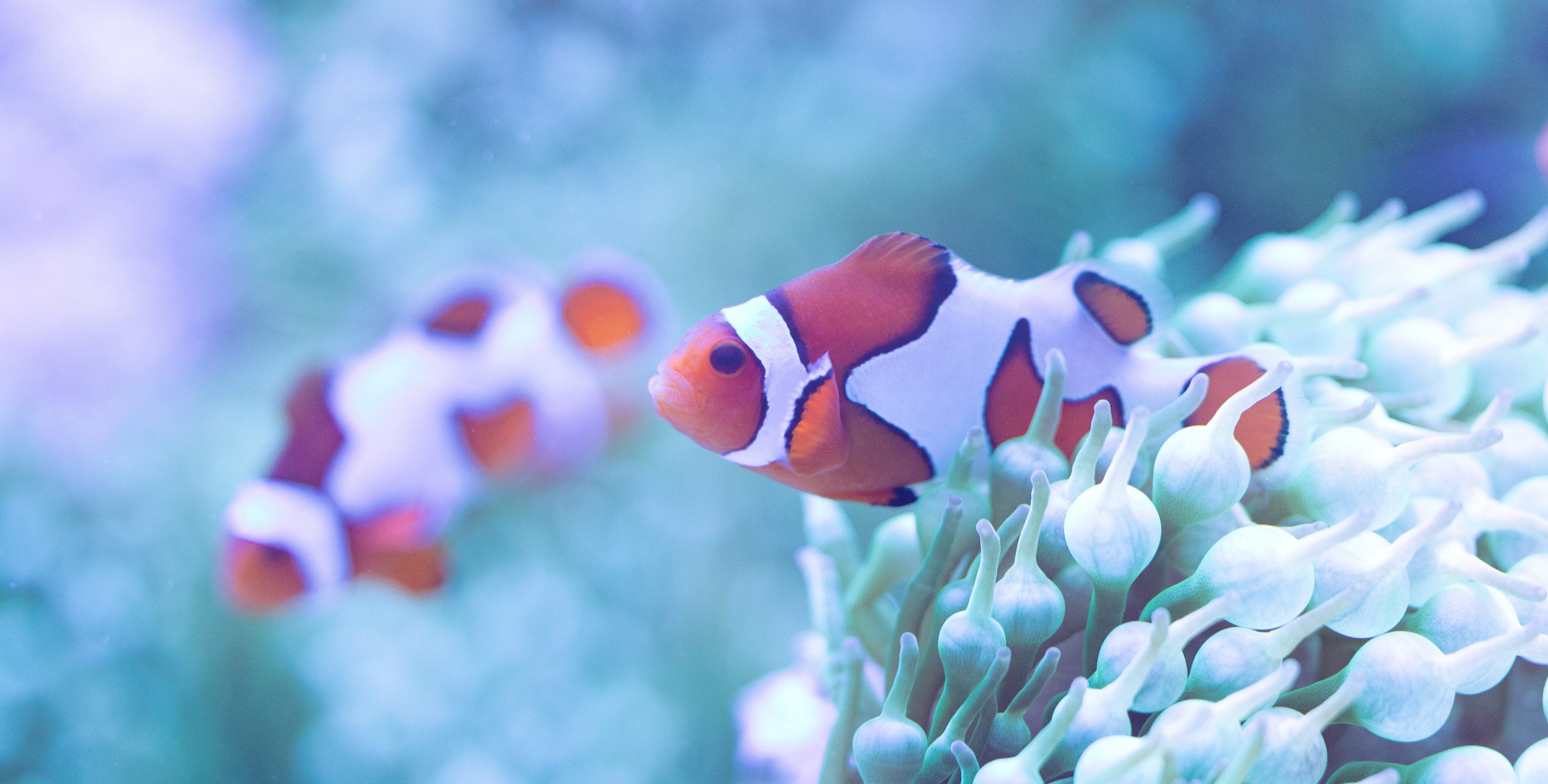 Two clownfish swim through and around bubble anemones.