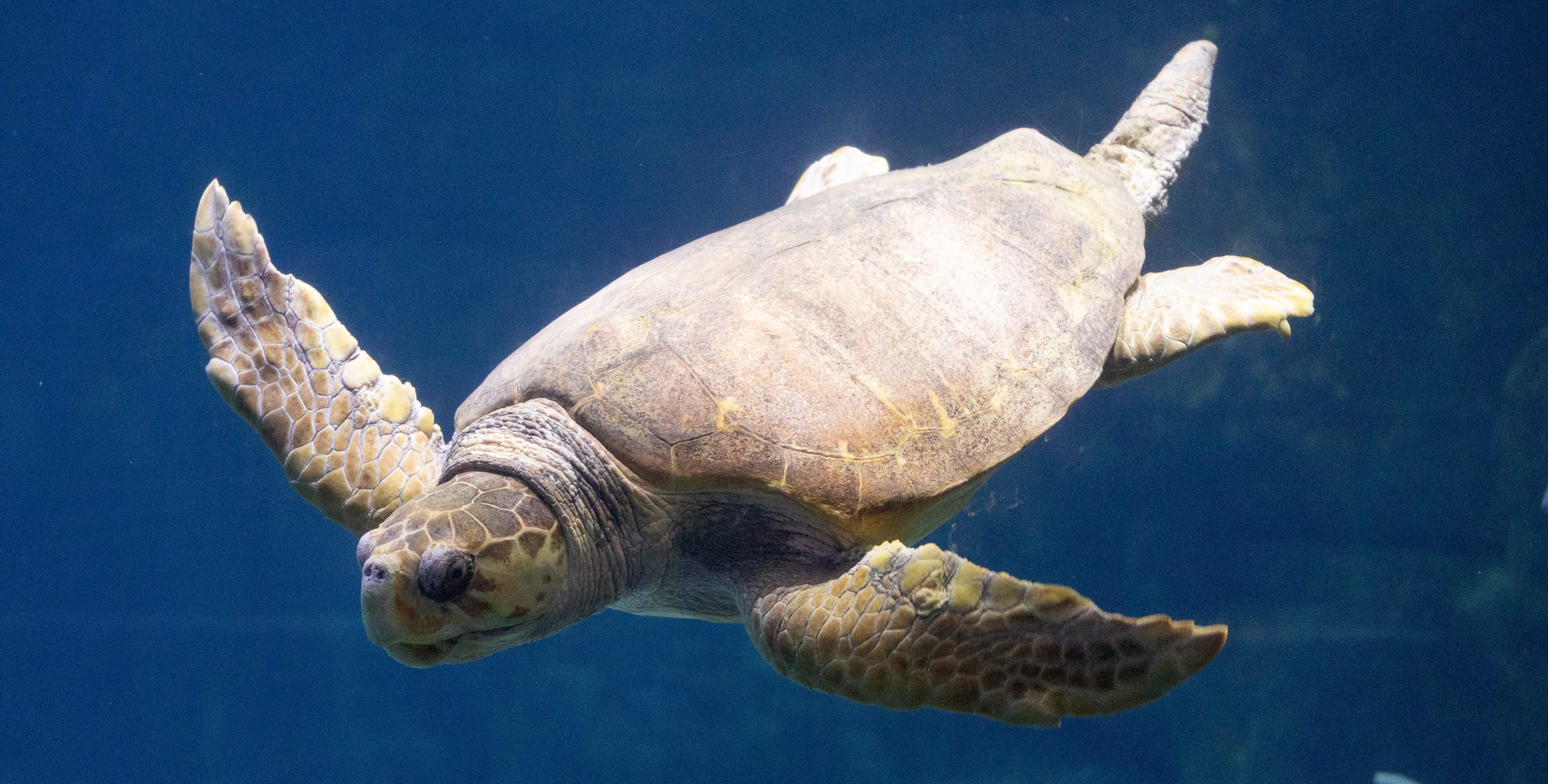 25 the male loggerhead sea turtle swimming.