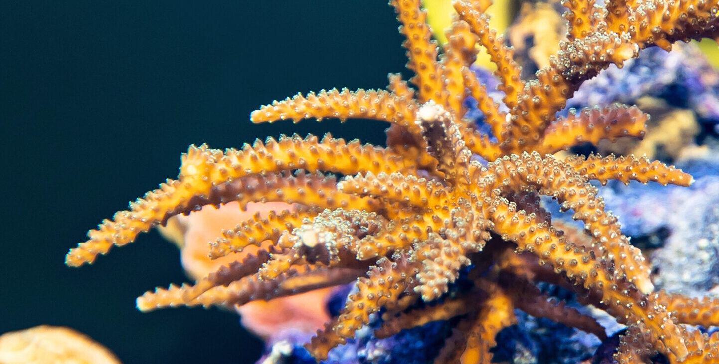 A coral up close.