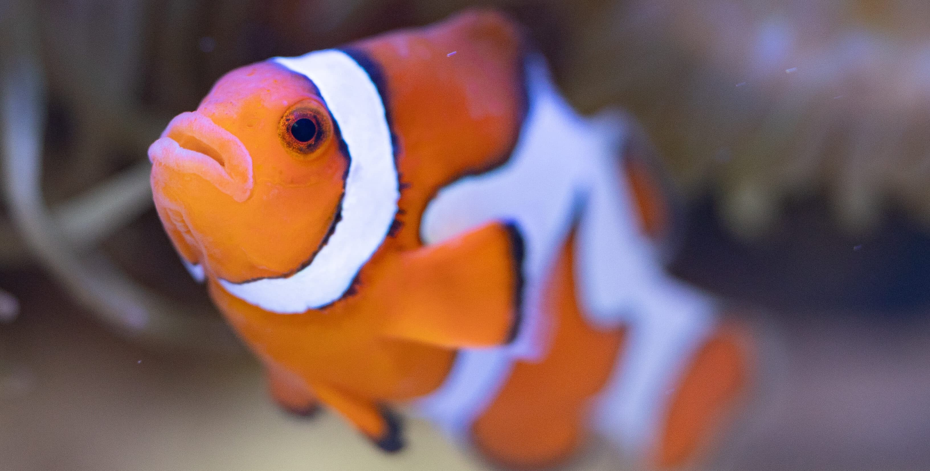 Clownfish up close.