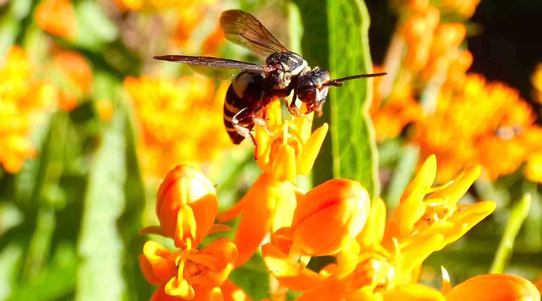Bee on Flower Petal