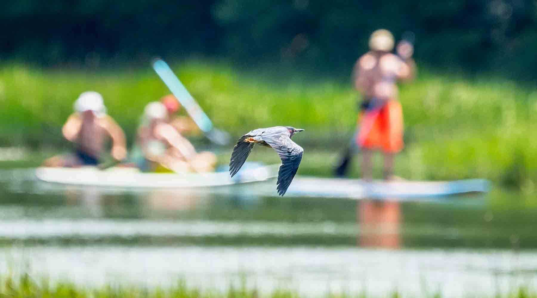 Bird Flying Near Paddle Boarders