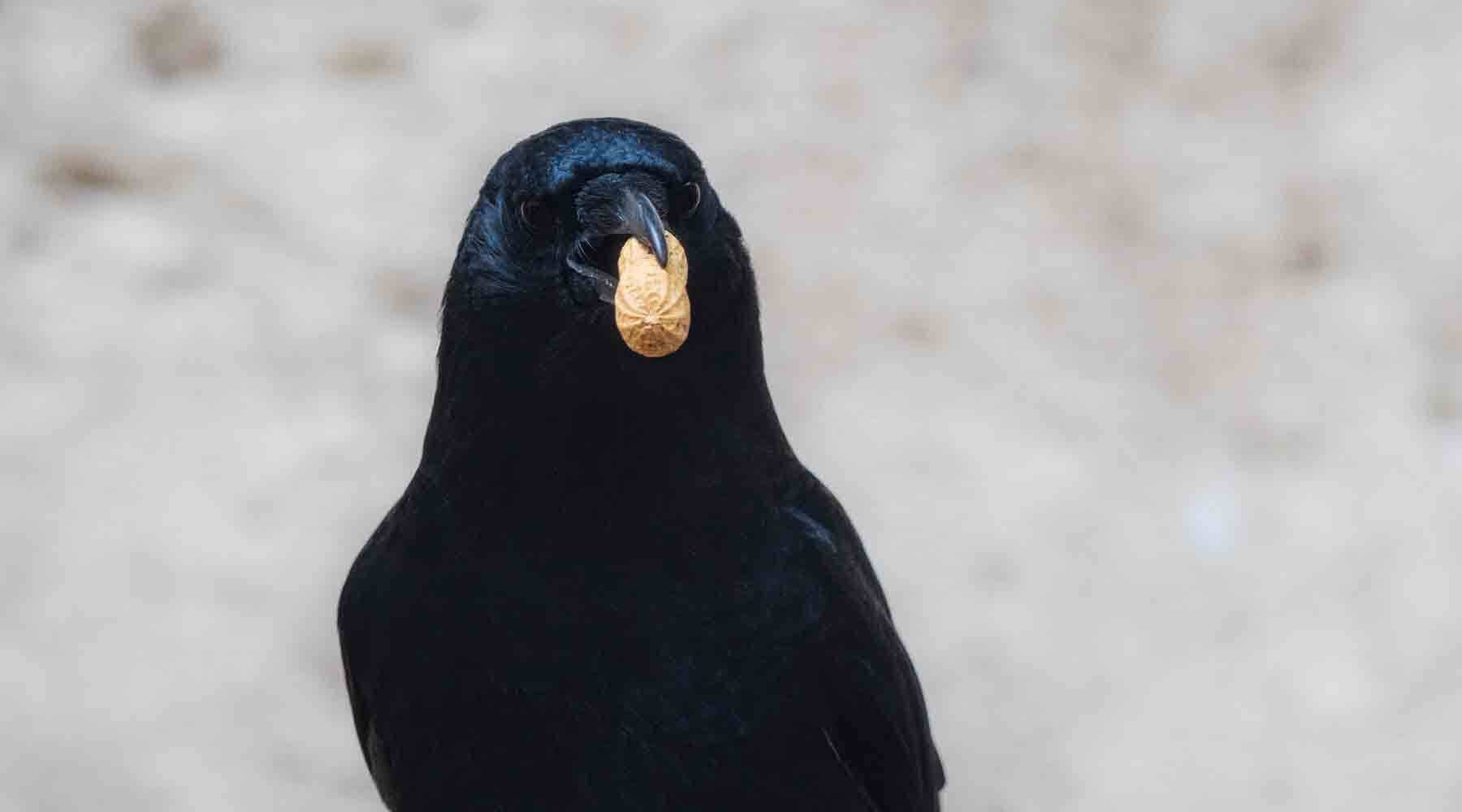 Crow with Peanet in Beak