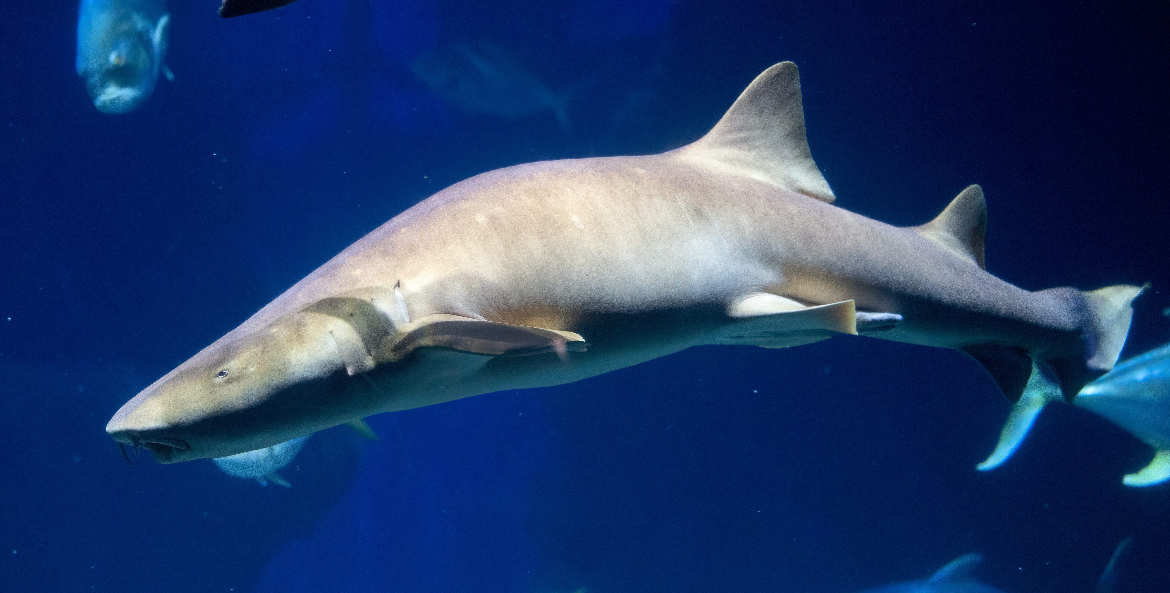 Homer the Nurse Shark.