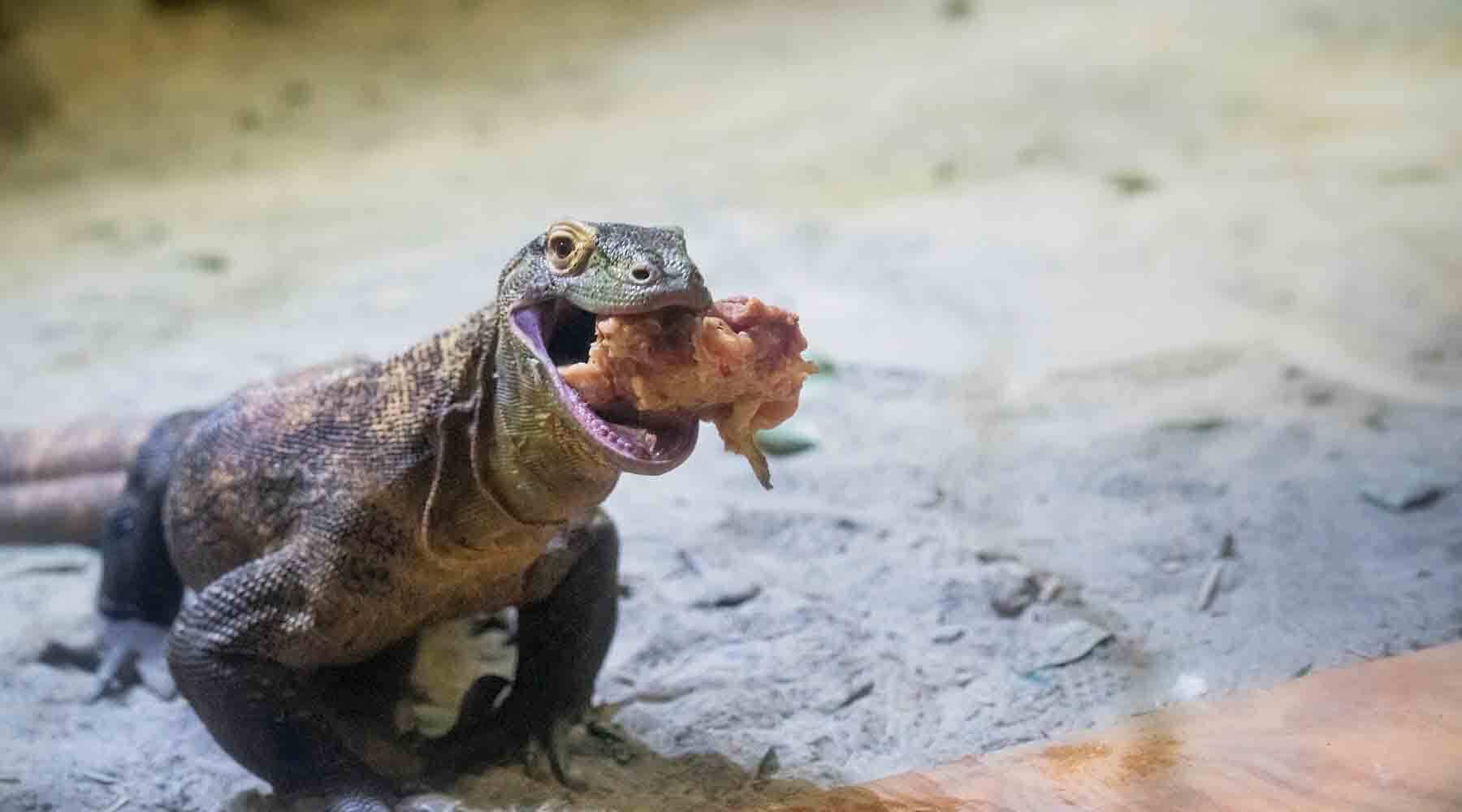 Komodo with Chicken in Mouth
