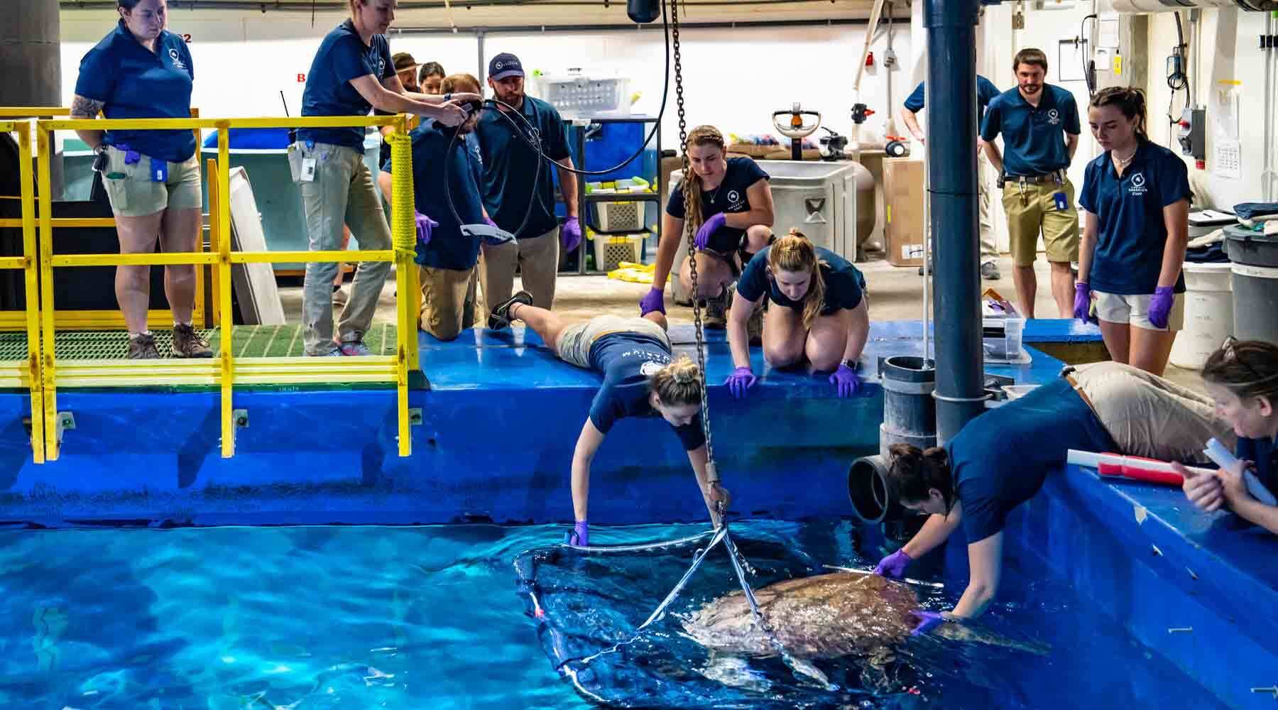 Loggerhead Turtle Being Moved