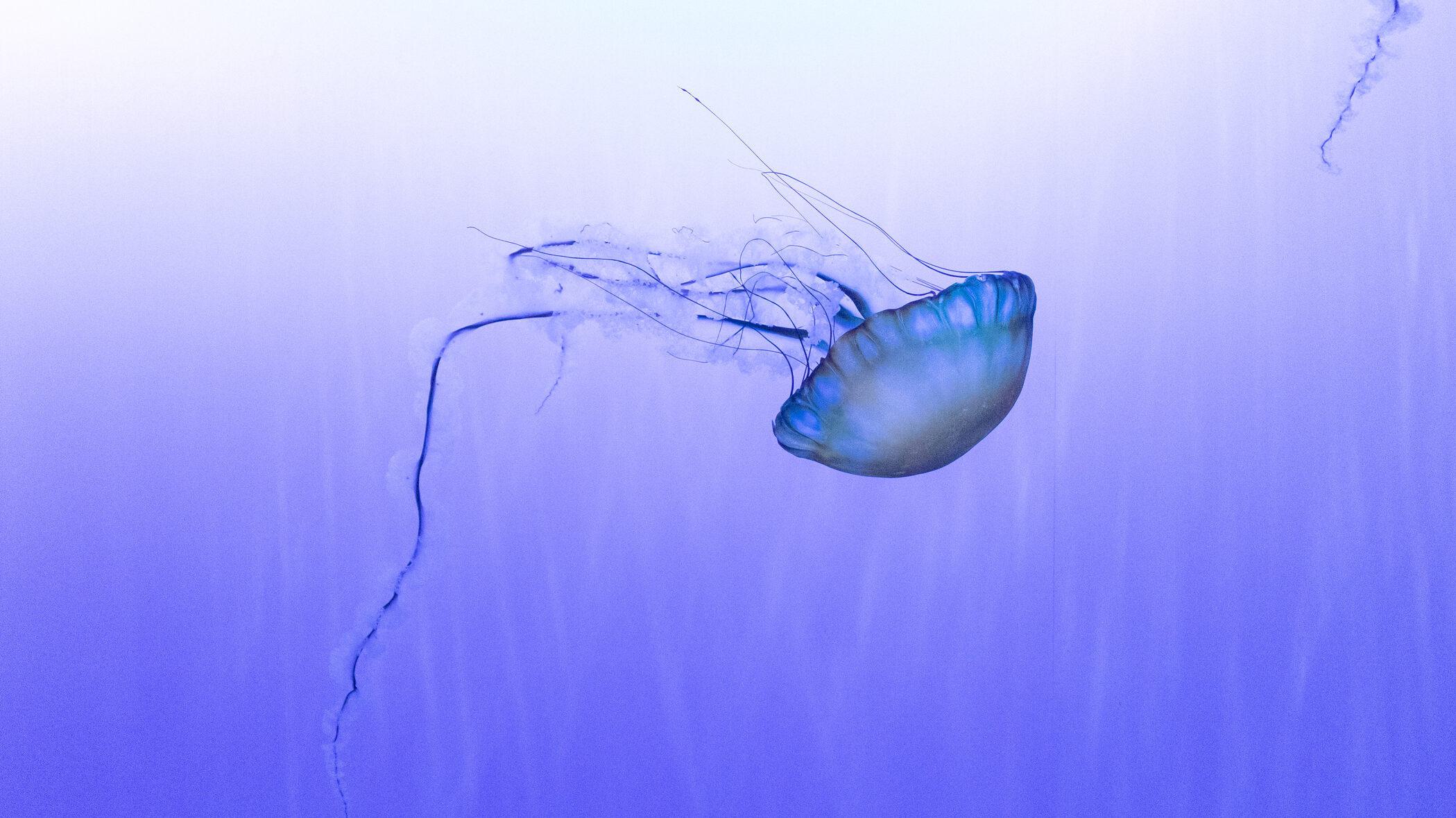 Sea nettle floating in exhibit. Plastic bags are often confused as jellies by sea turtles that then ingest them.