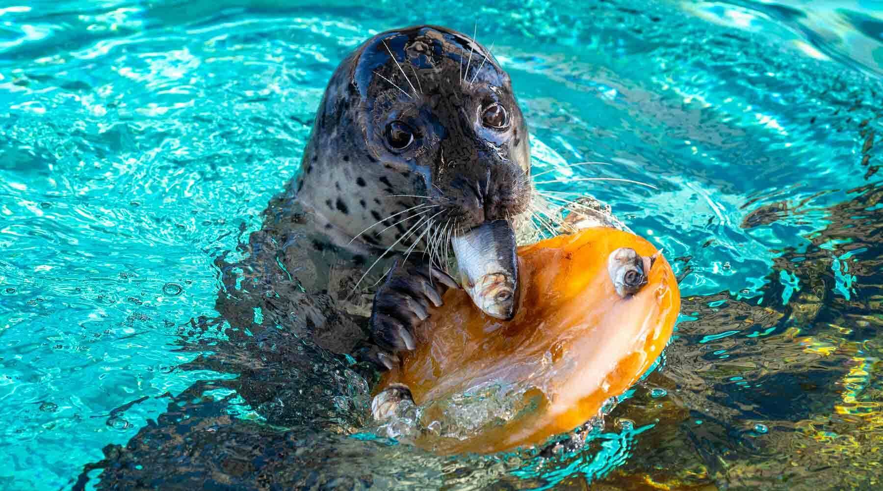 Seal with Fish in Mouth