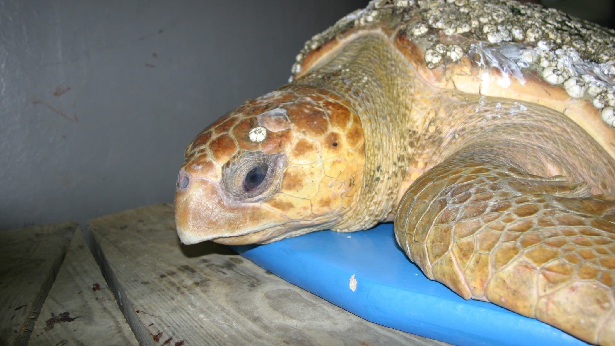 Boise the rehabilitated sea turtle wide