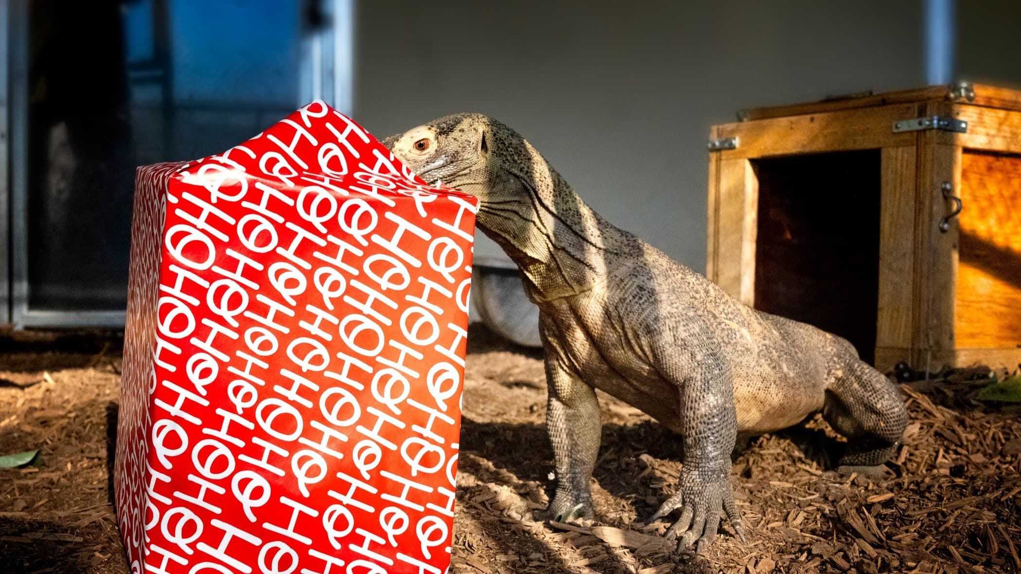 Komodo little dragon with christmas gift wide