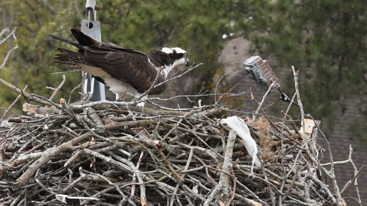 An osprey stands in a nest that has a piece of plastic stuck in the side. Photo Credit: Reese F. Lukei, Jr.