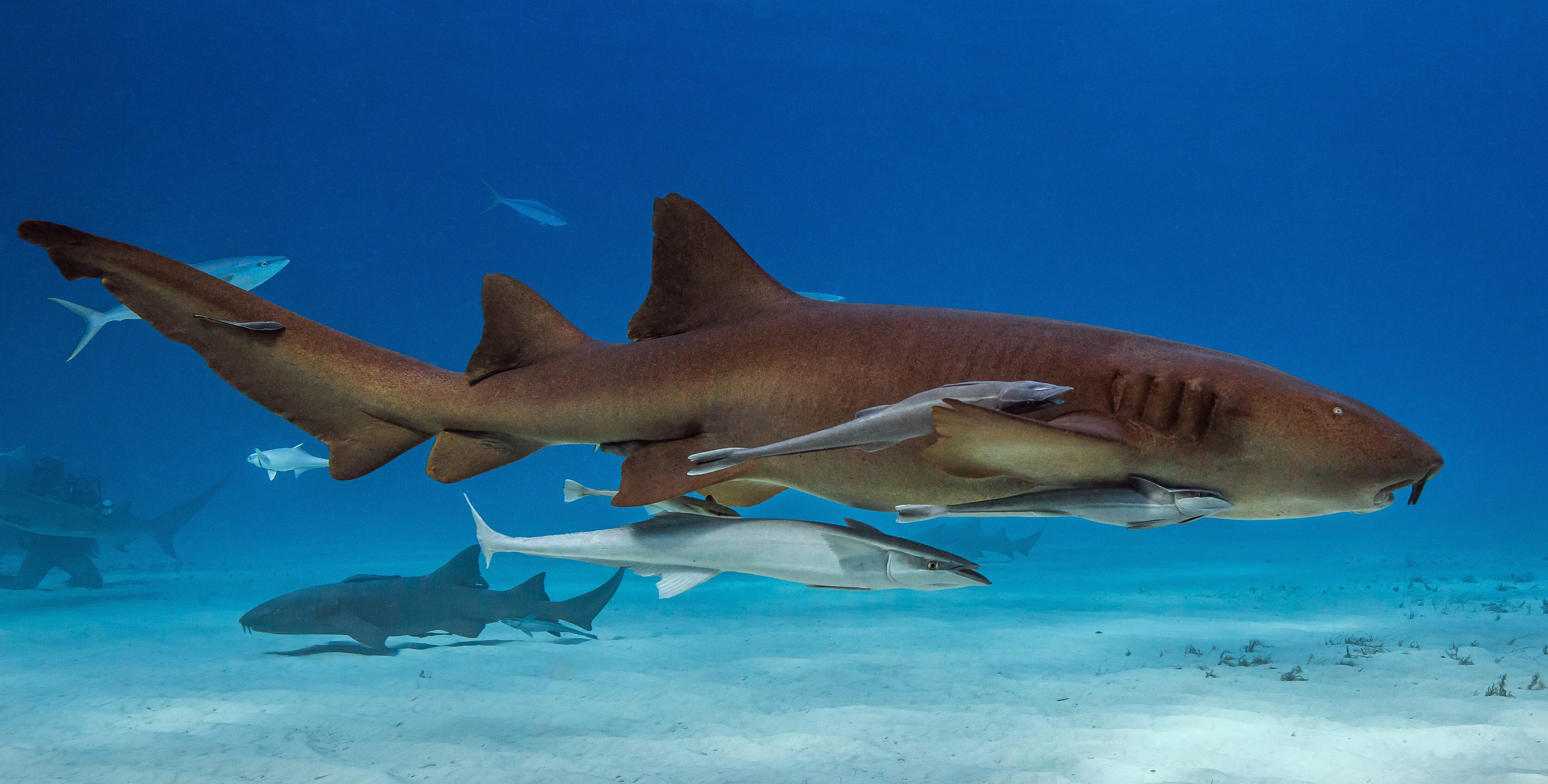 A nurse shark in the ocean with remoras tagging along.