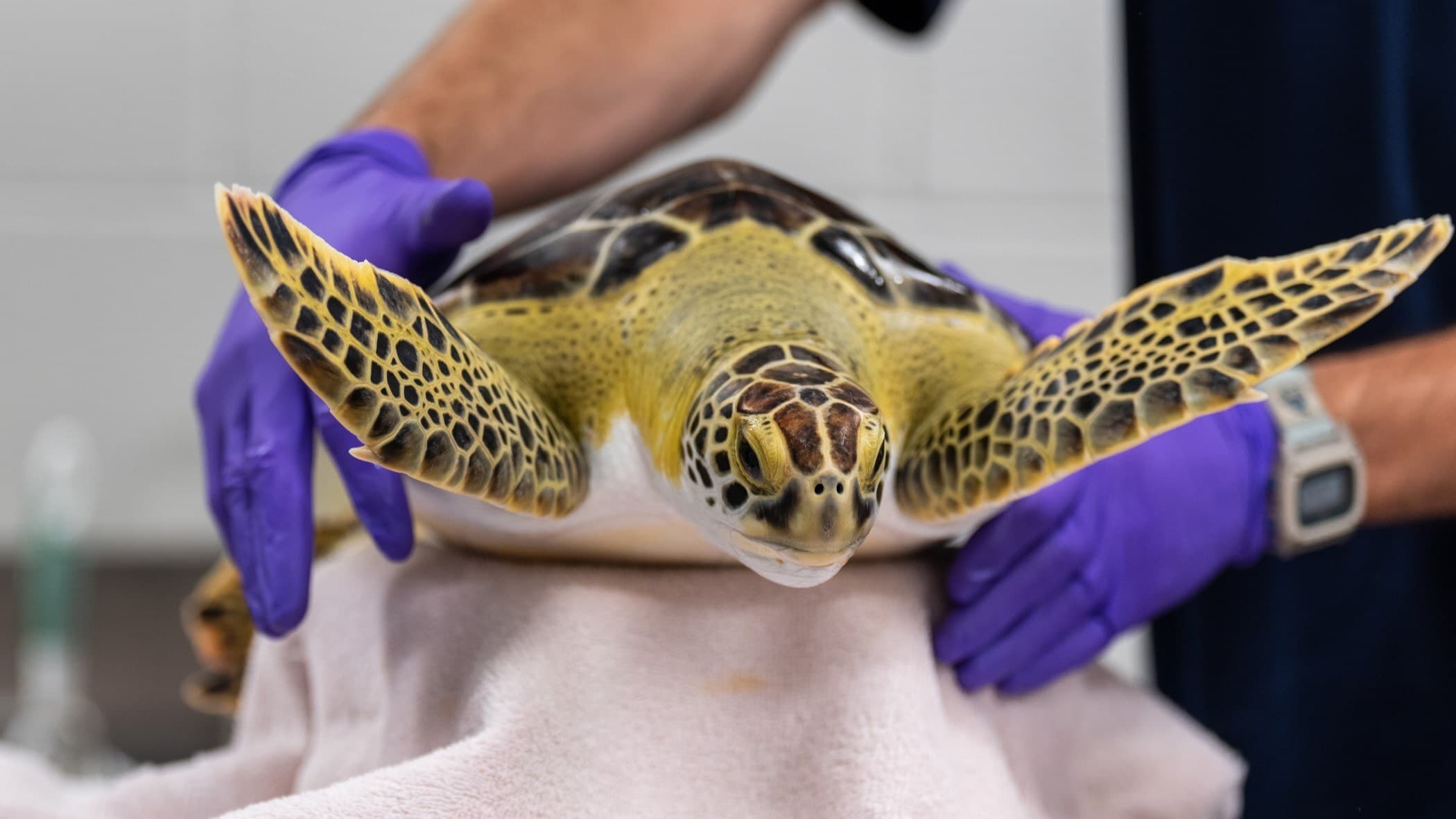 Stranded sea turtle in clinic wide