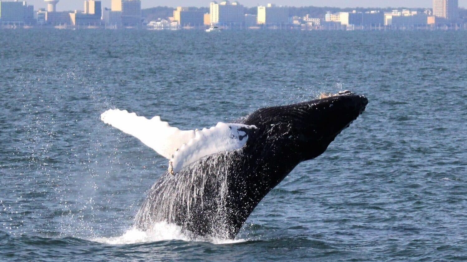 A whale breachs in front of the Virginia Beach coastline.