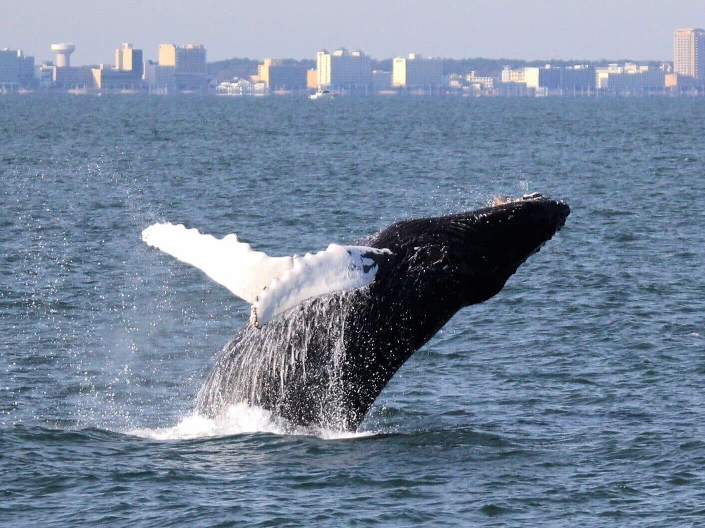 A humpback whale breaches in front of the Virginia Beach coastline.