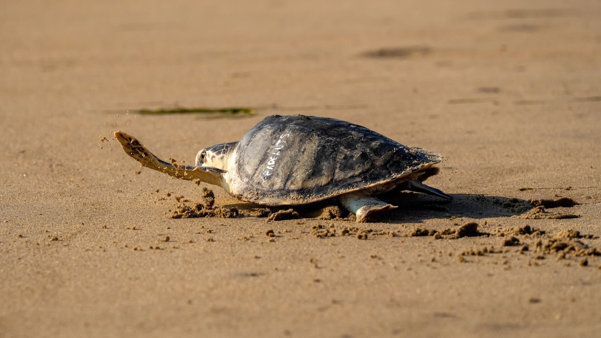 A Kemps ridley sea turtle moves across the sand after it is released at the beach following rehabilitation by Stranding Response