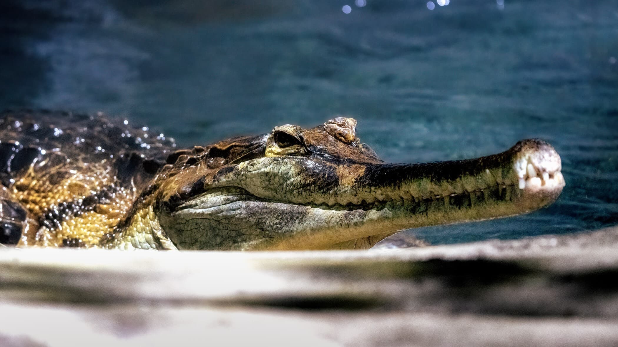 A Tomistoma at the Virginia Aquarium gazes up towards the camera from beside the water in its habitat