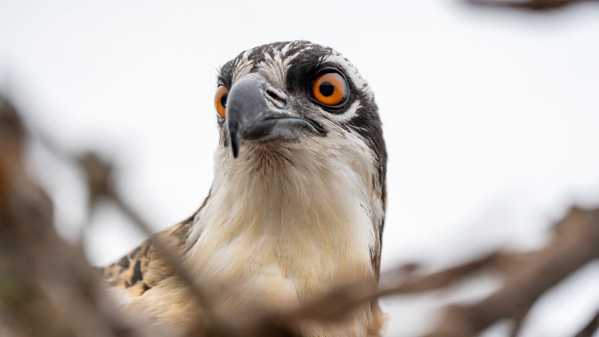 A close up of an osprey as it rests and watches its surroundings from its nest