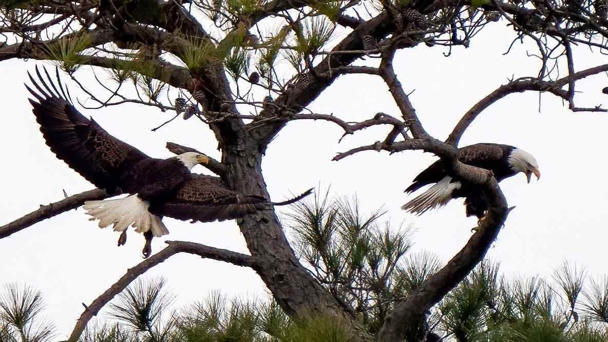 A pair of bald eagles land and perch in the branches of a tree