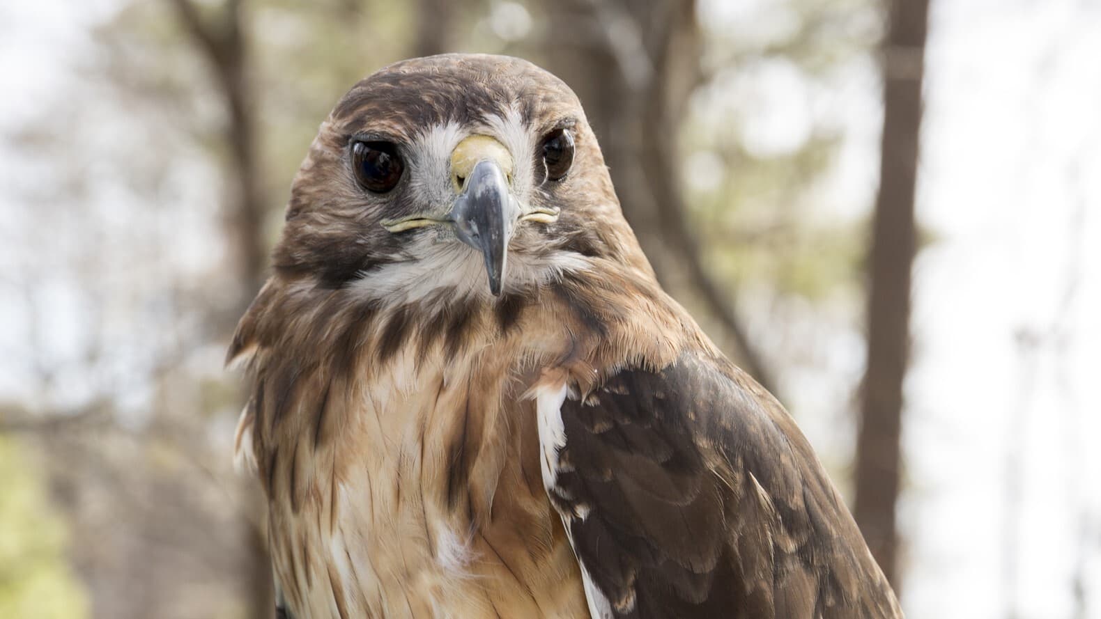 A red tailed hawk looks towards the camera as it rests