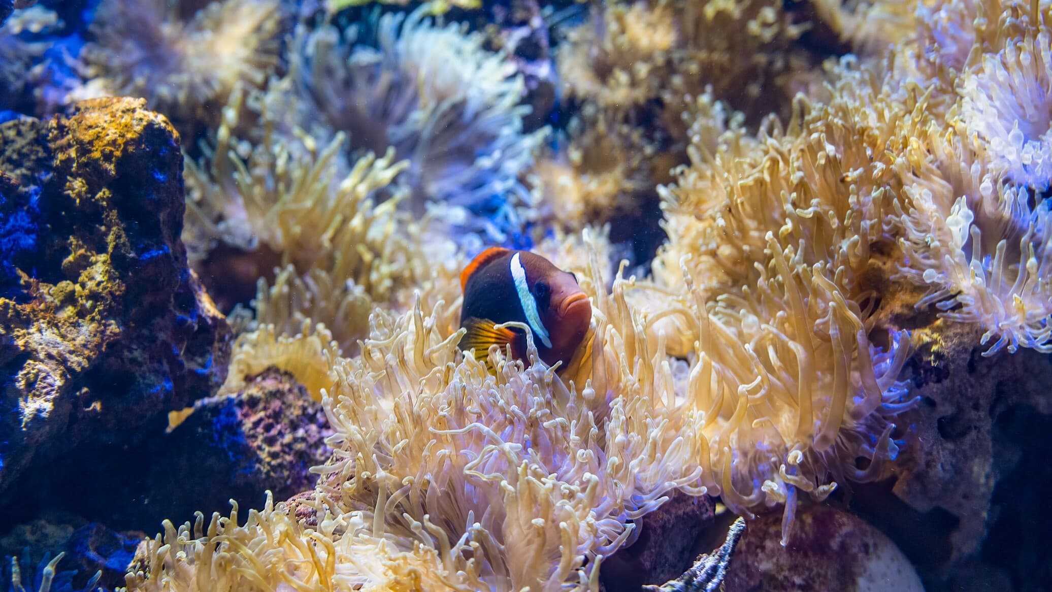 A tomato clownfish peeks up from its home among a reef full of bubble anemones