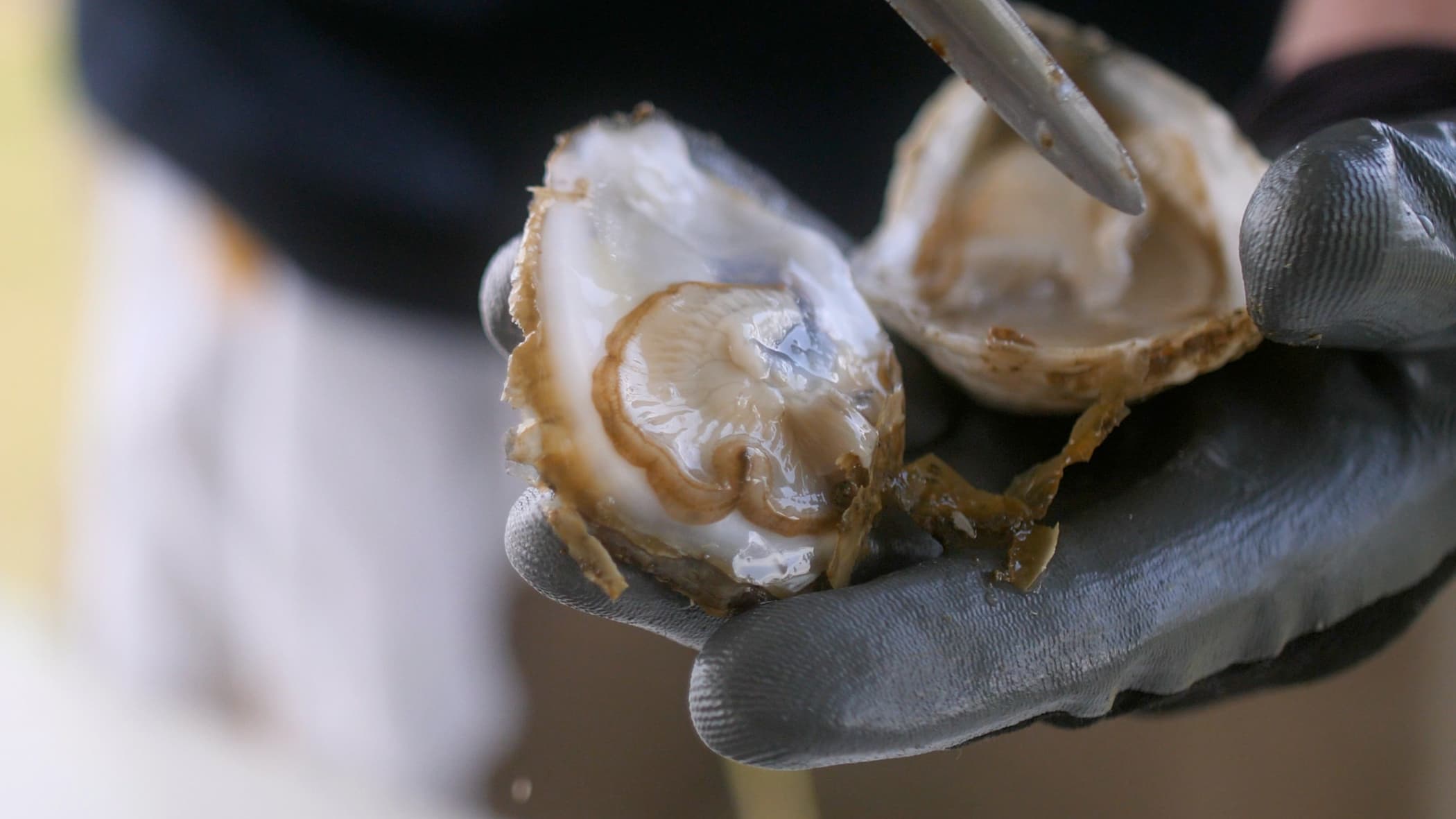 Gloved hand holding shucked oyster.