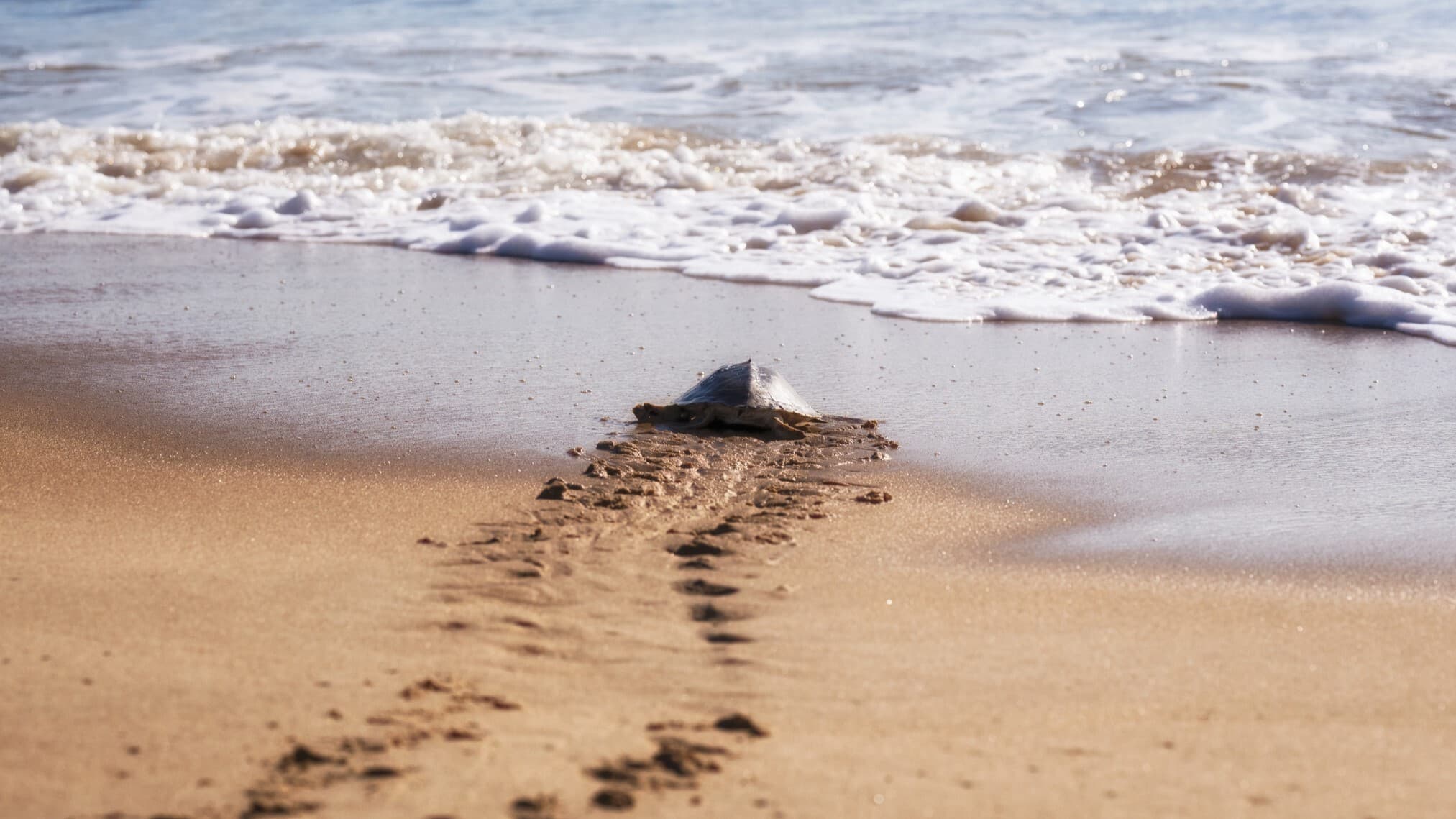 Sea turtle leaves tracks in the sand as it returns to the ocean