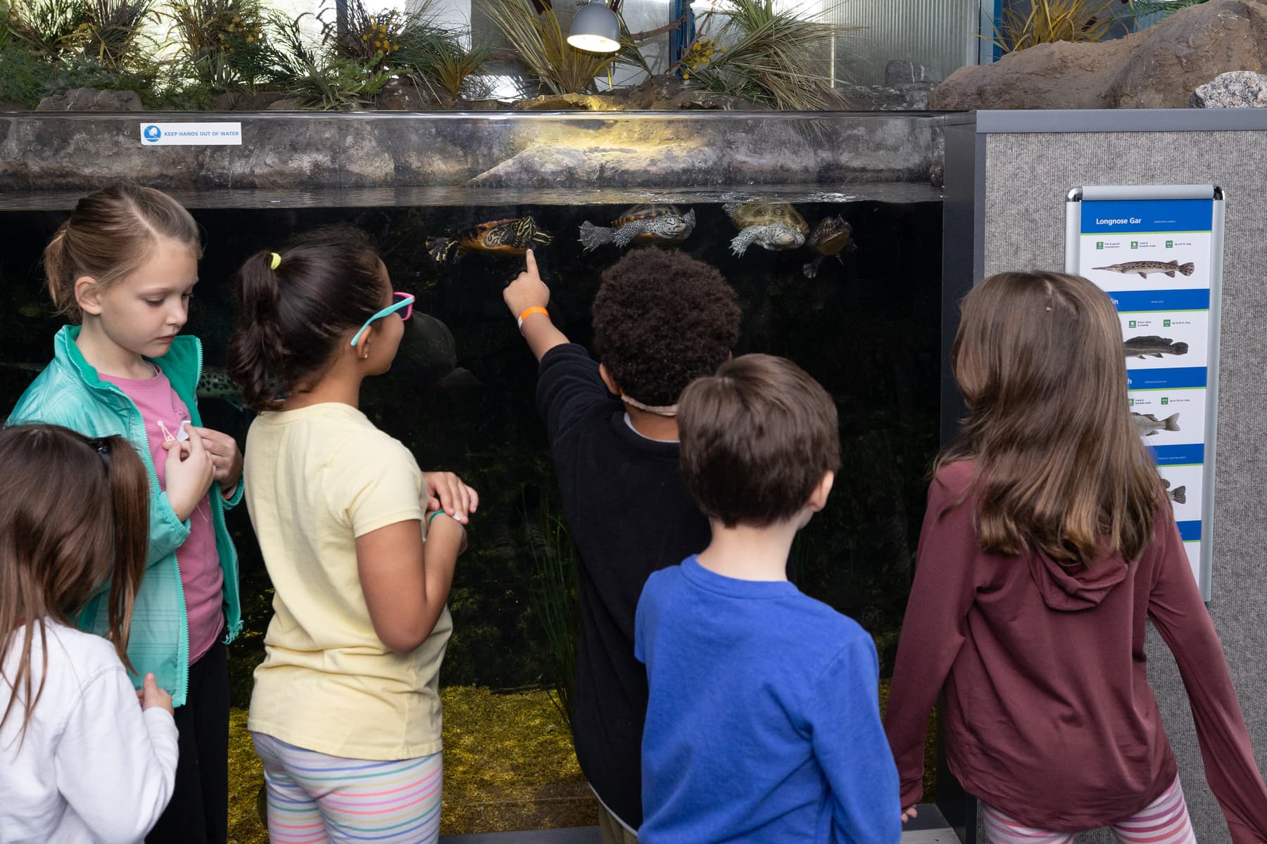 School age children observe terrapins in the Coastal River Room