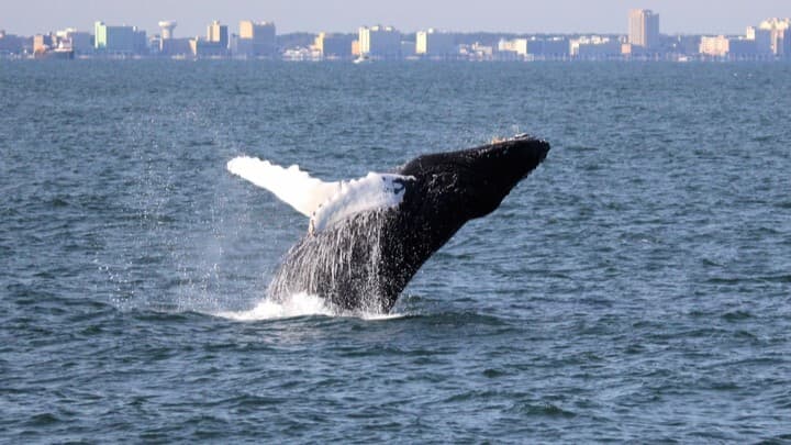 Humpback whale breaching in front of Virginia Beach skyline