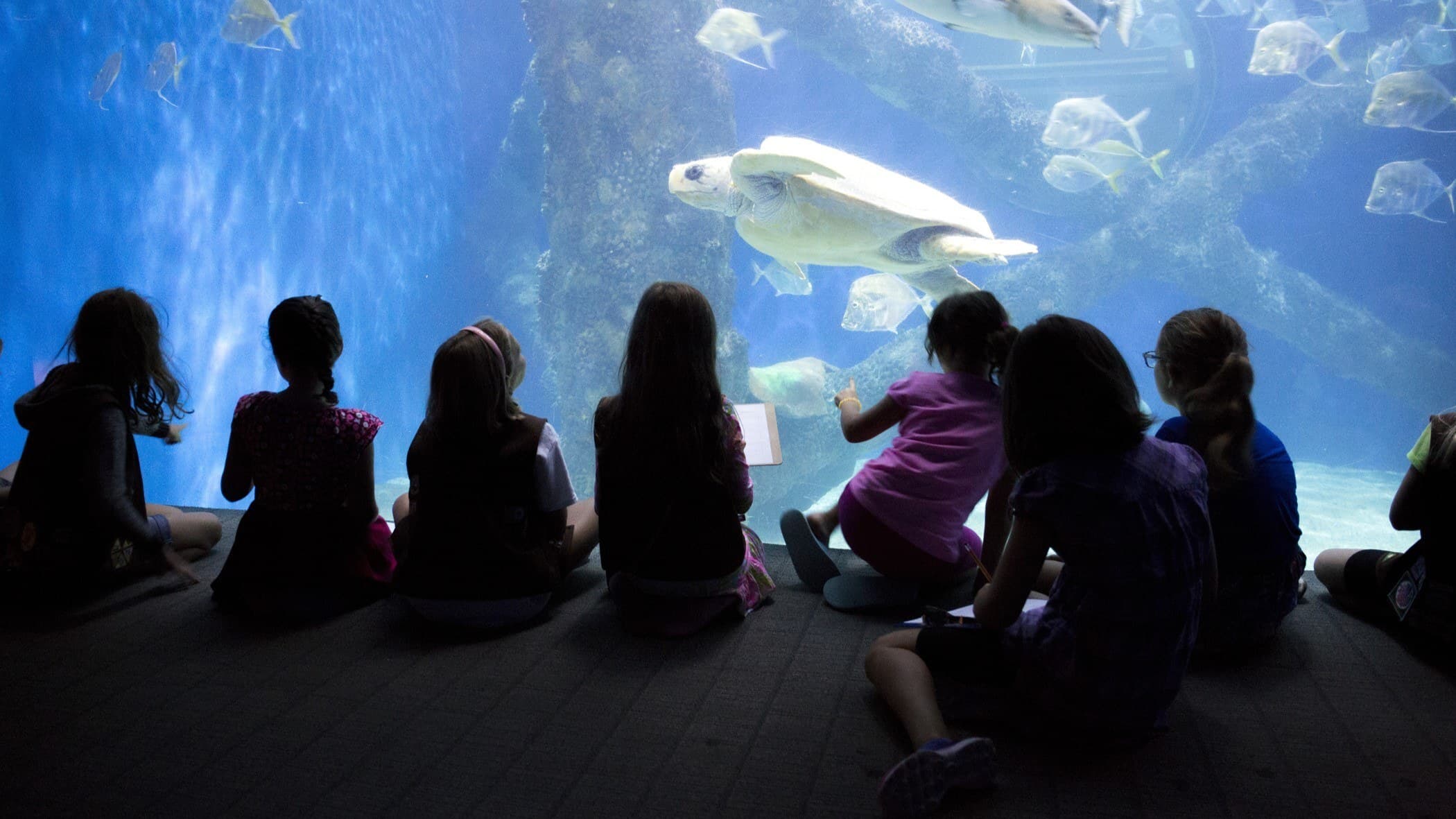 Scouts sit in front of the sea turtle exhibit