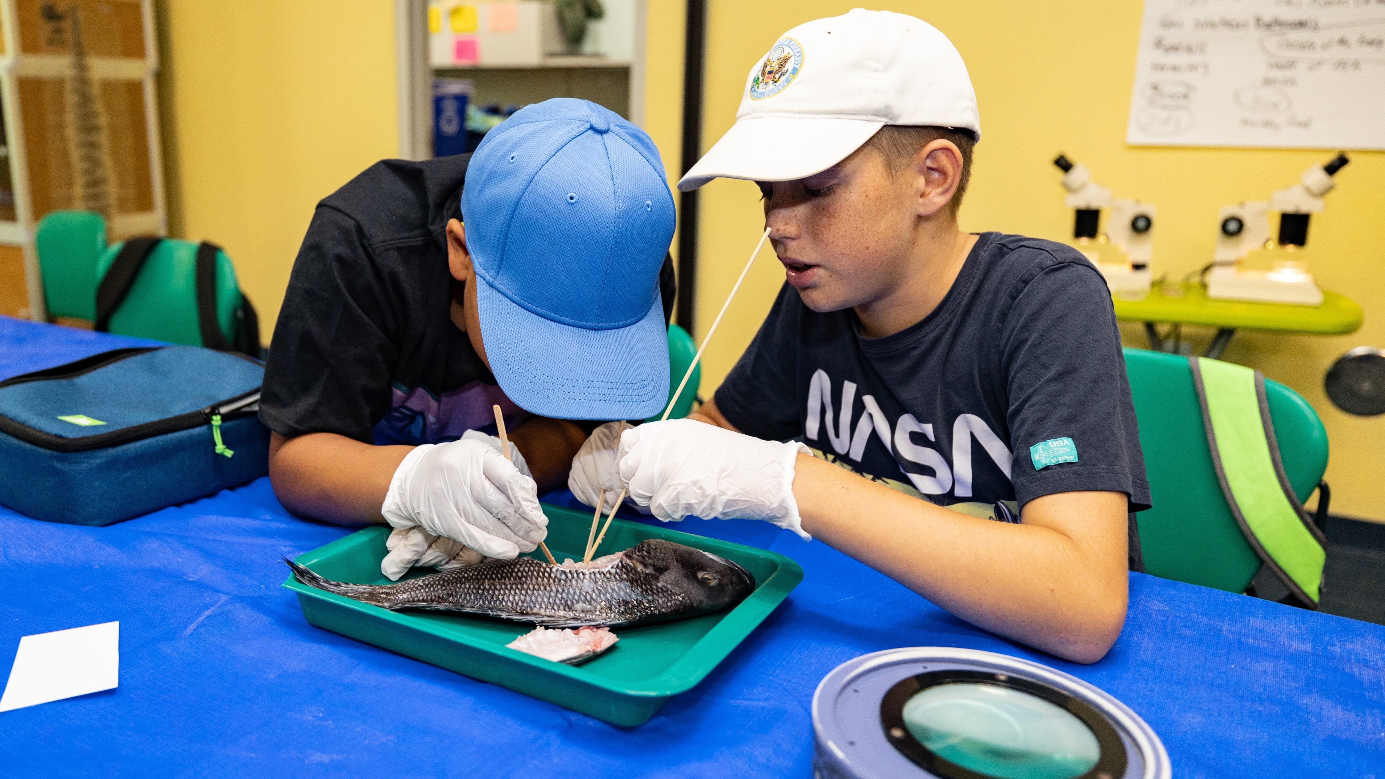 Two children dissect a fish in the Aquarium classroom