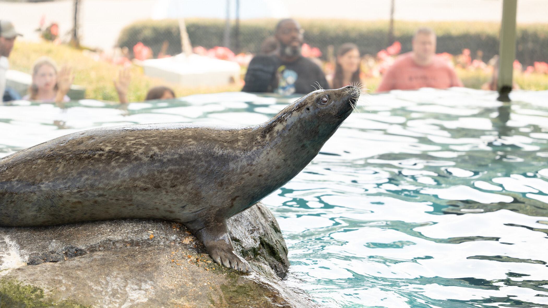 Rudder the harbor seal on a rock in his exhibit.
