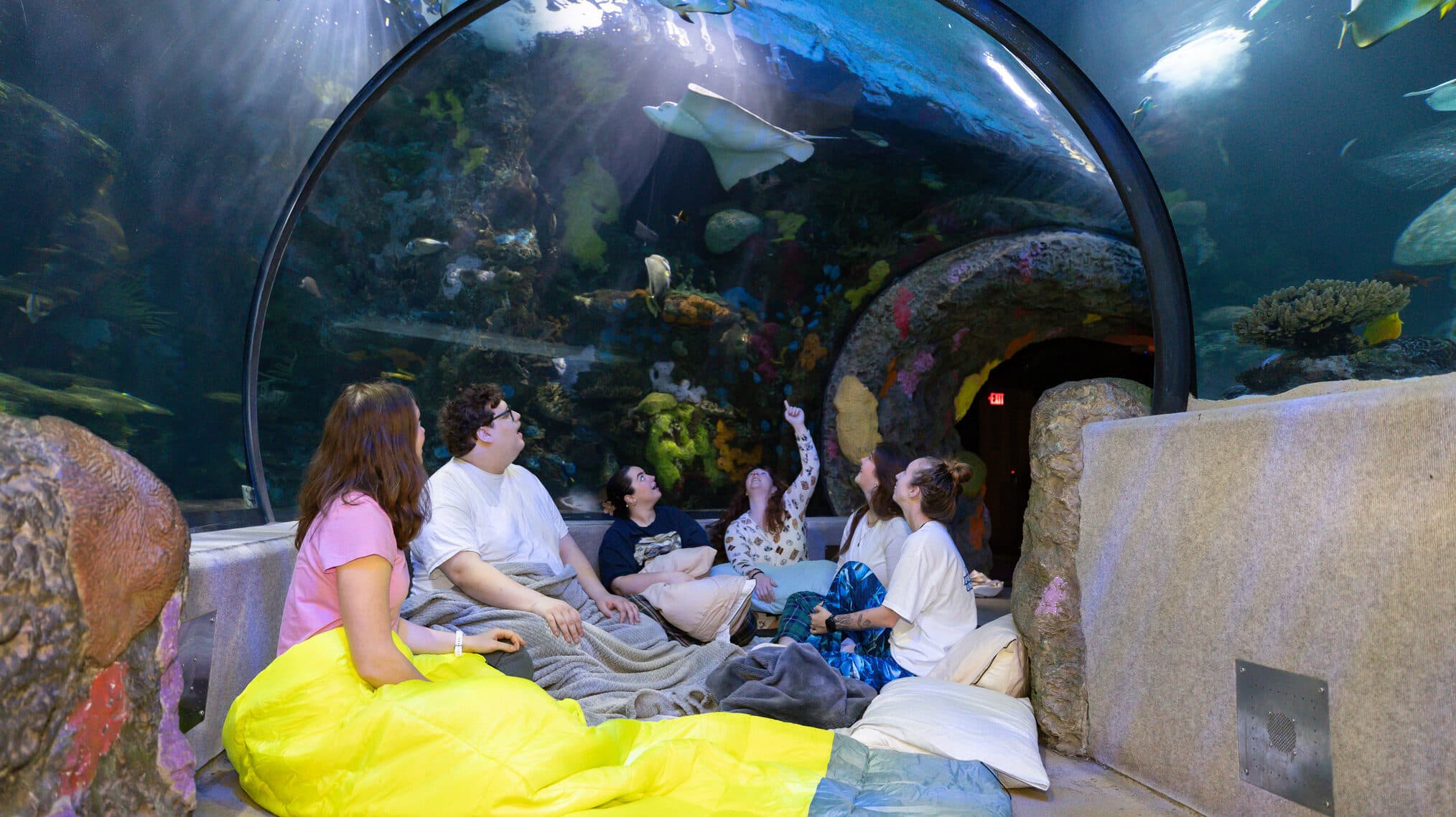 Overnight guests in pajamas sit in Red Sea Tunnel as spotted eagle ray swims overhead.