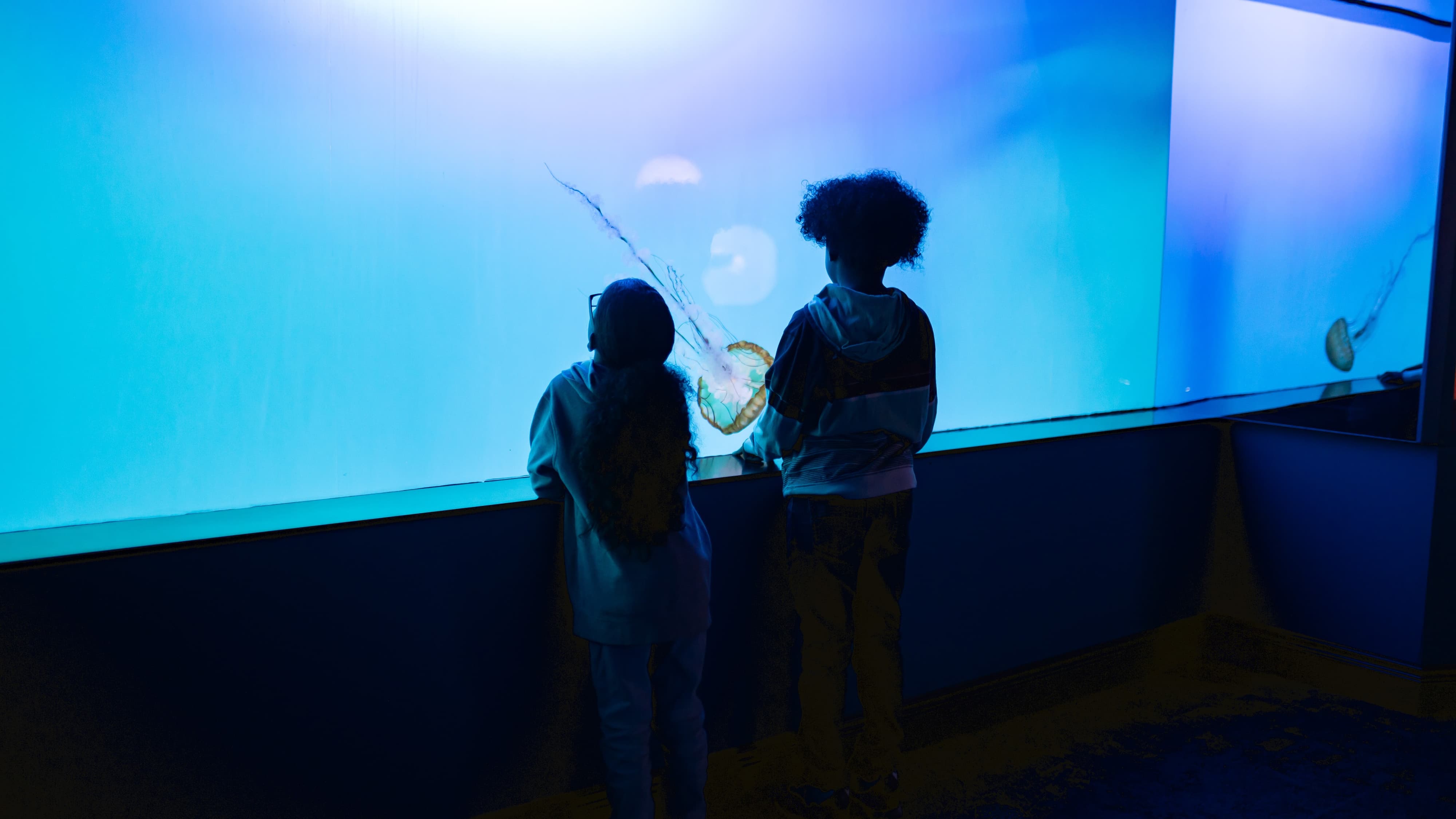 Children watching sea nettles through exhibit window.