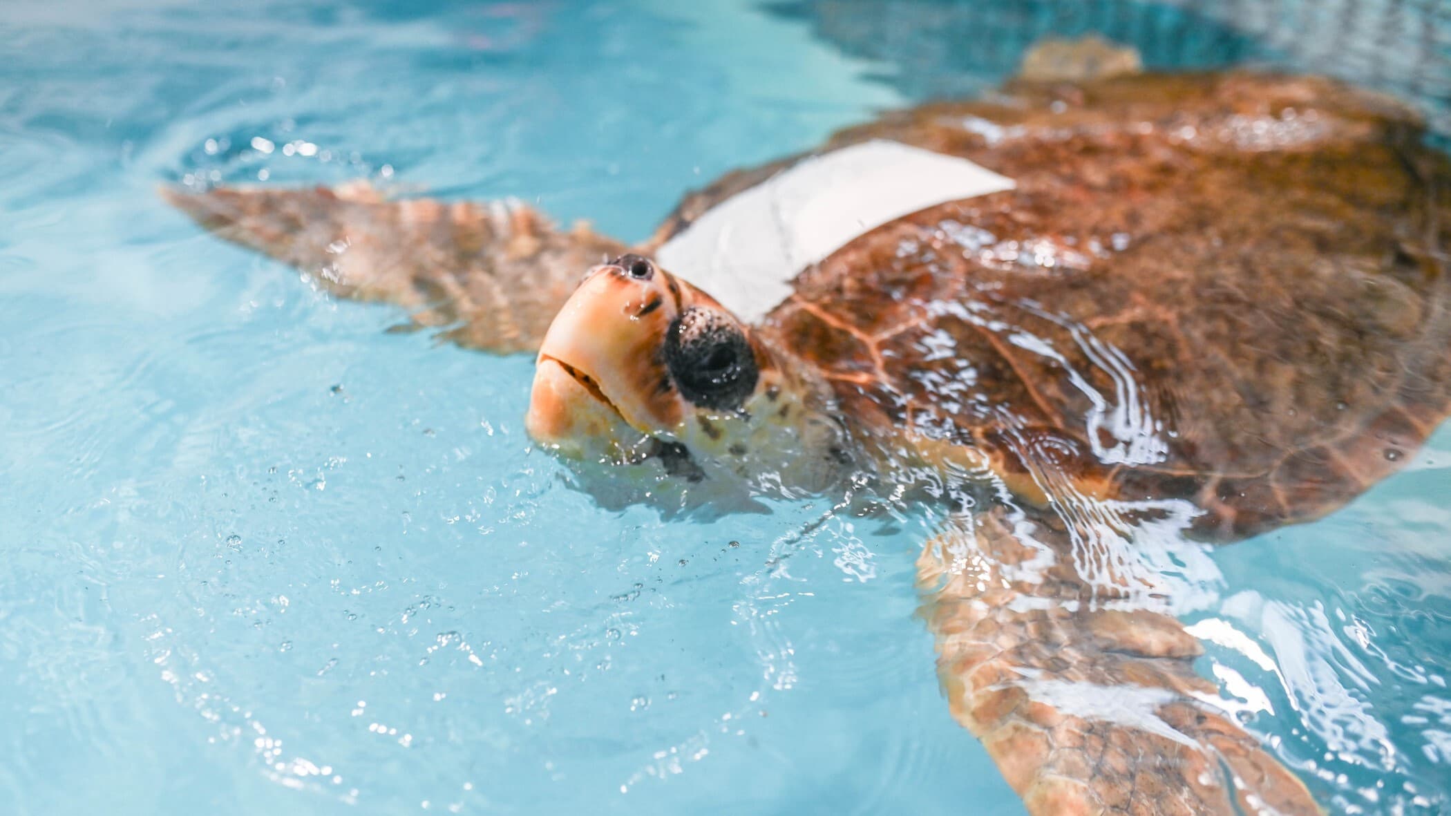 Sea turtle patient swimming in rehab pool at Stranding Response headquarters.