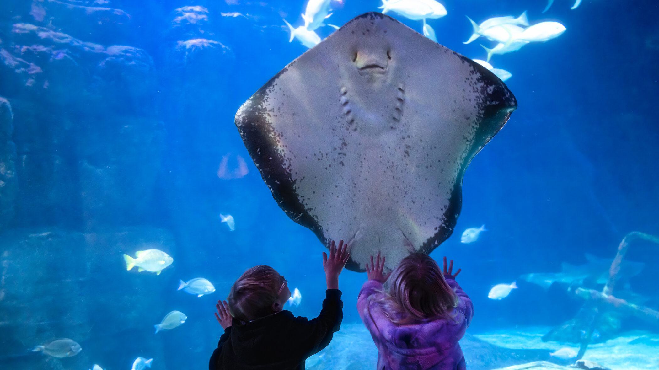 Two children lean against an exhibit window as a large stingray swims up above them from below.