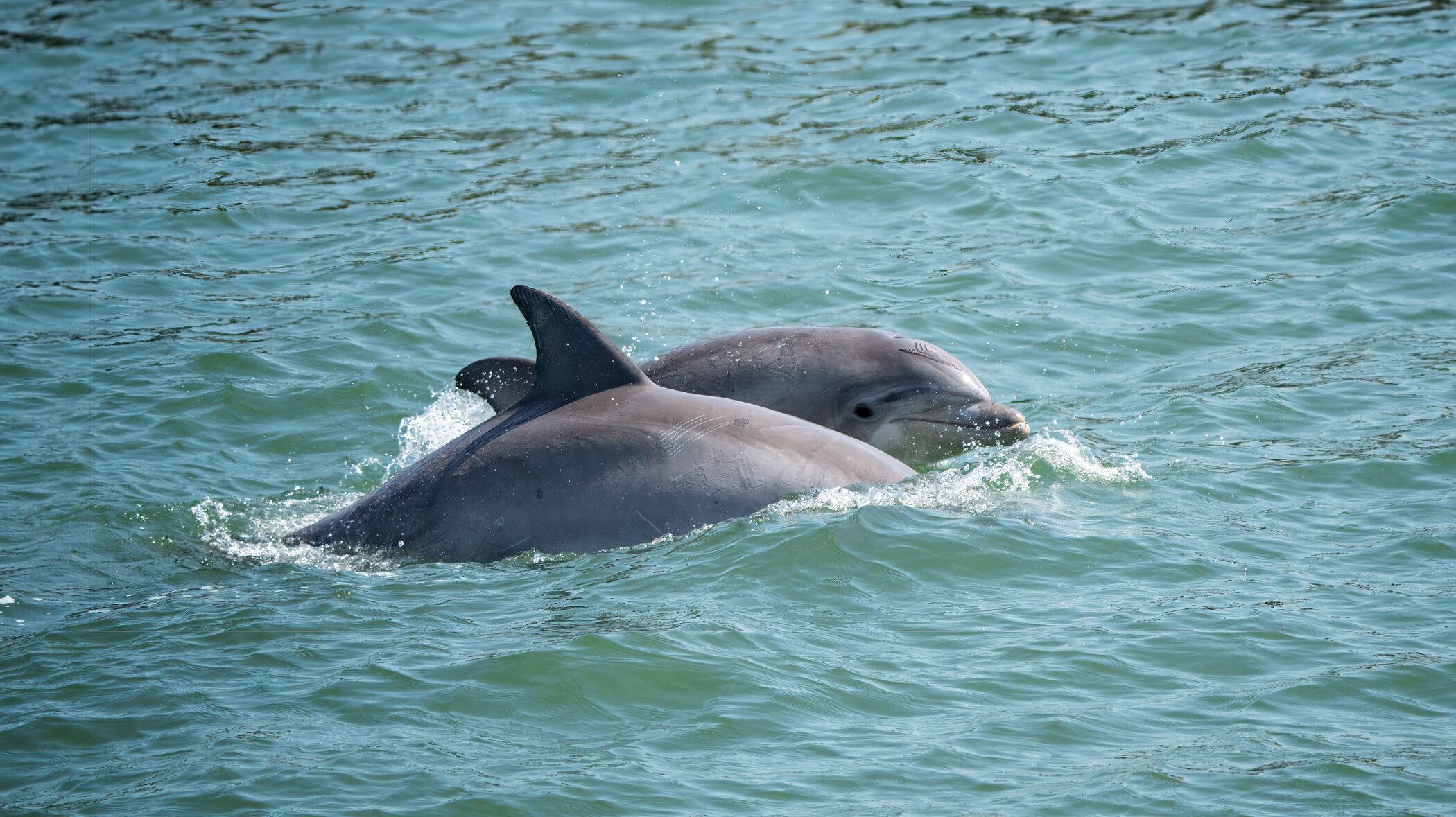 Pair of dolphins in ocean.