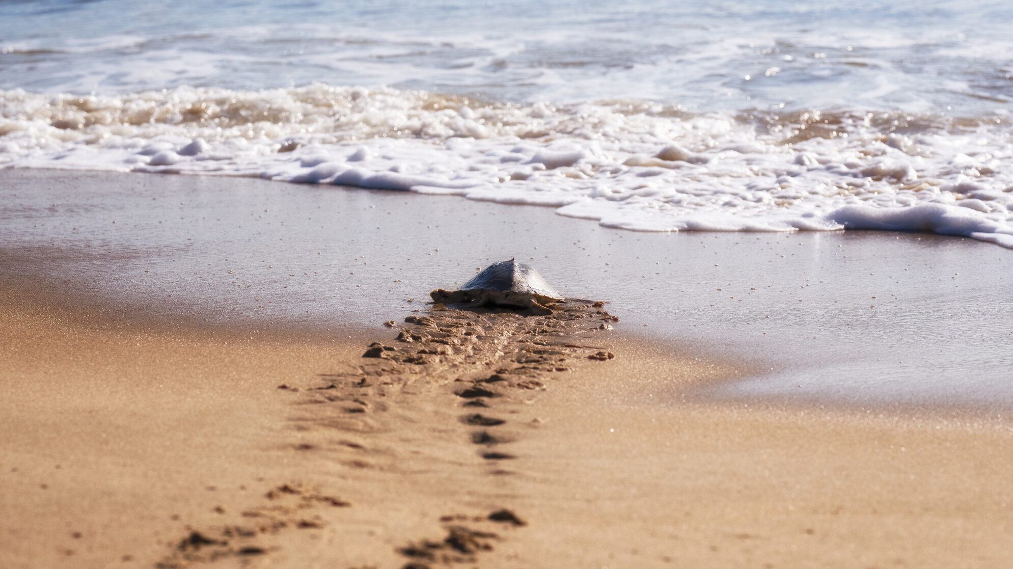 A sea turtle moves towards the ocean waves, leaving tracks on the sand at the beach.
