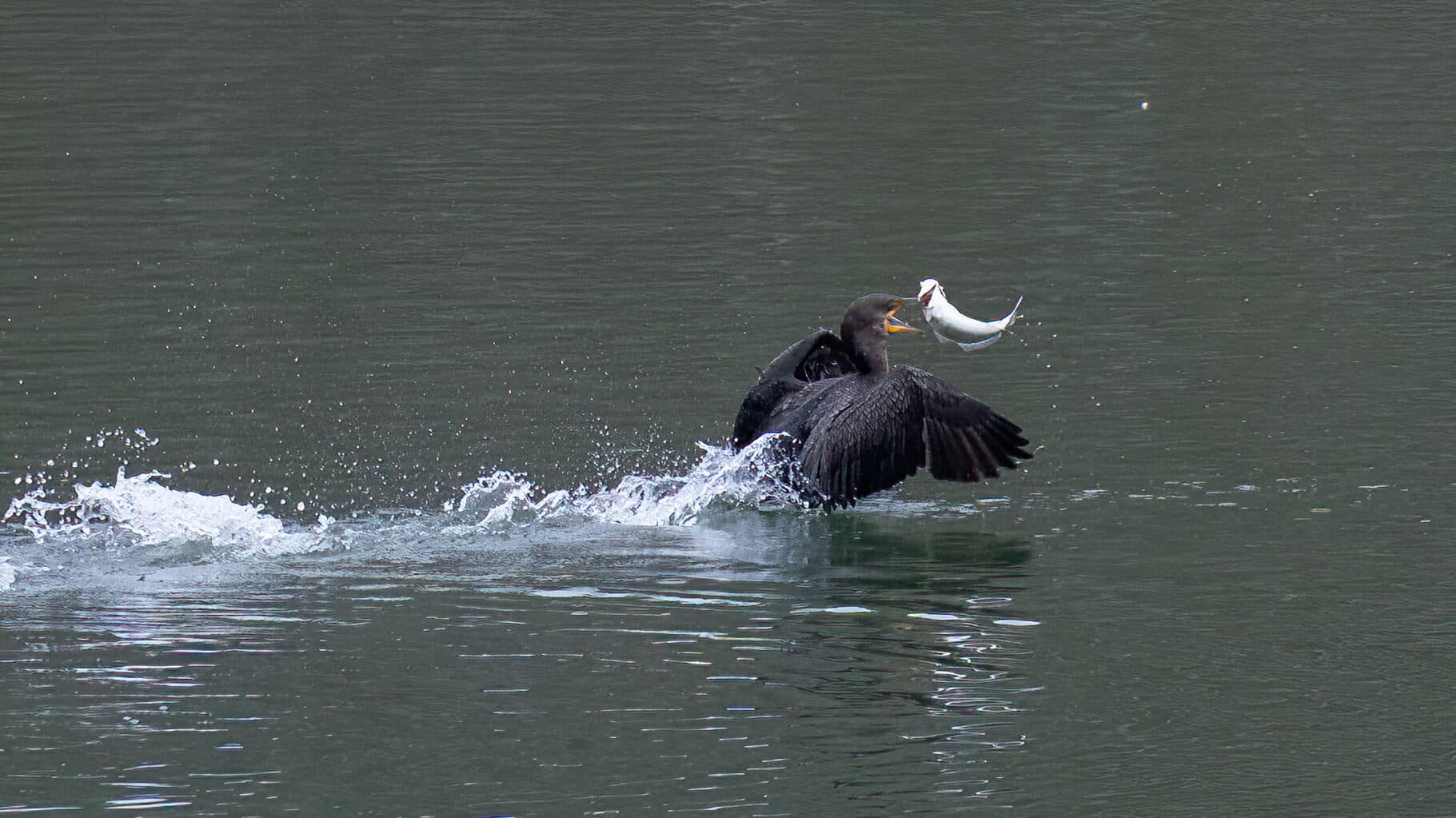 Cormorant catches fish while skimming over creek.