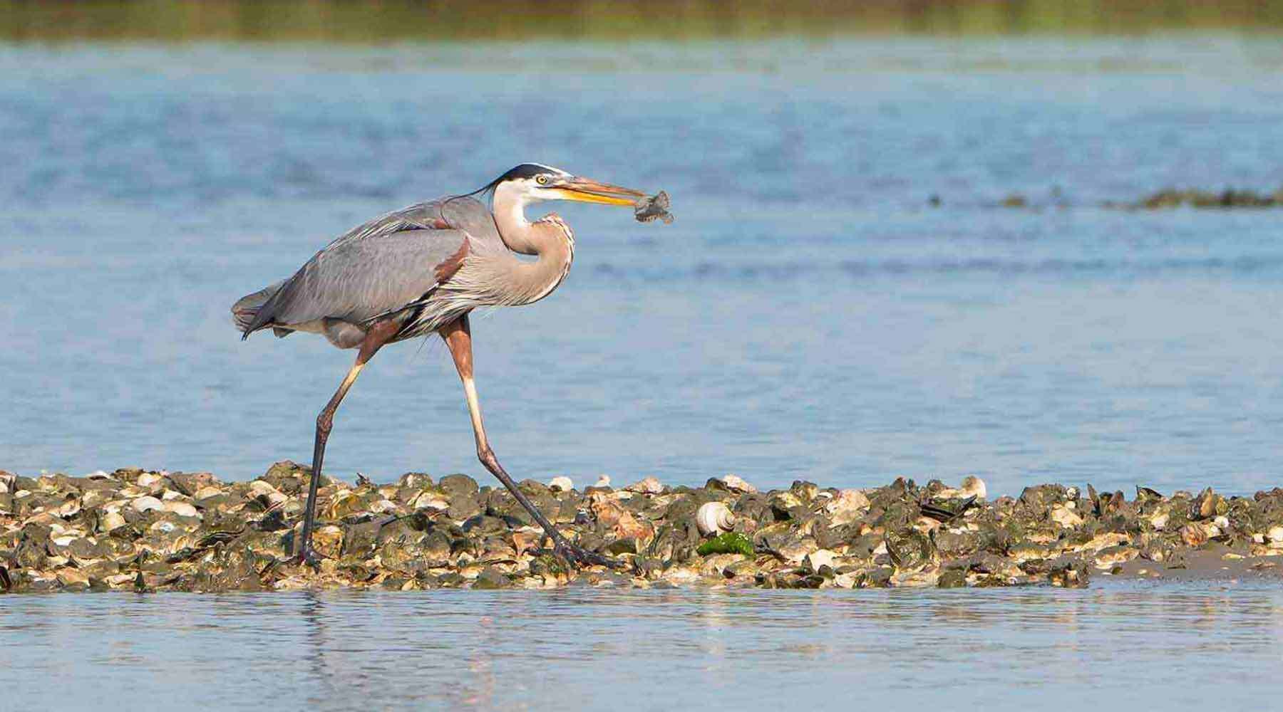 Heron with Fish in Mouth