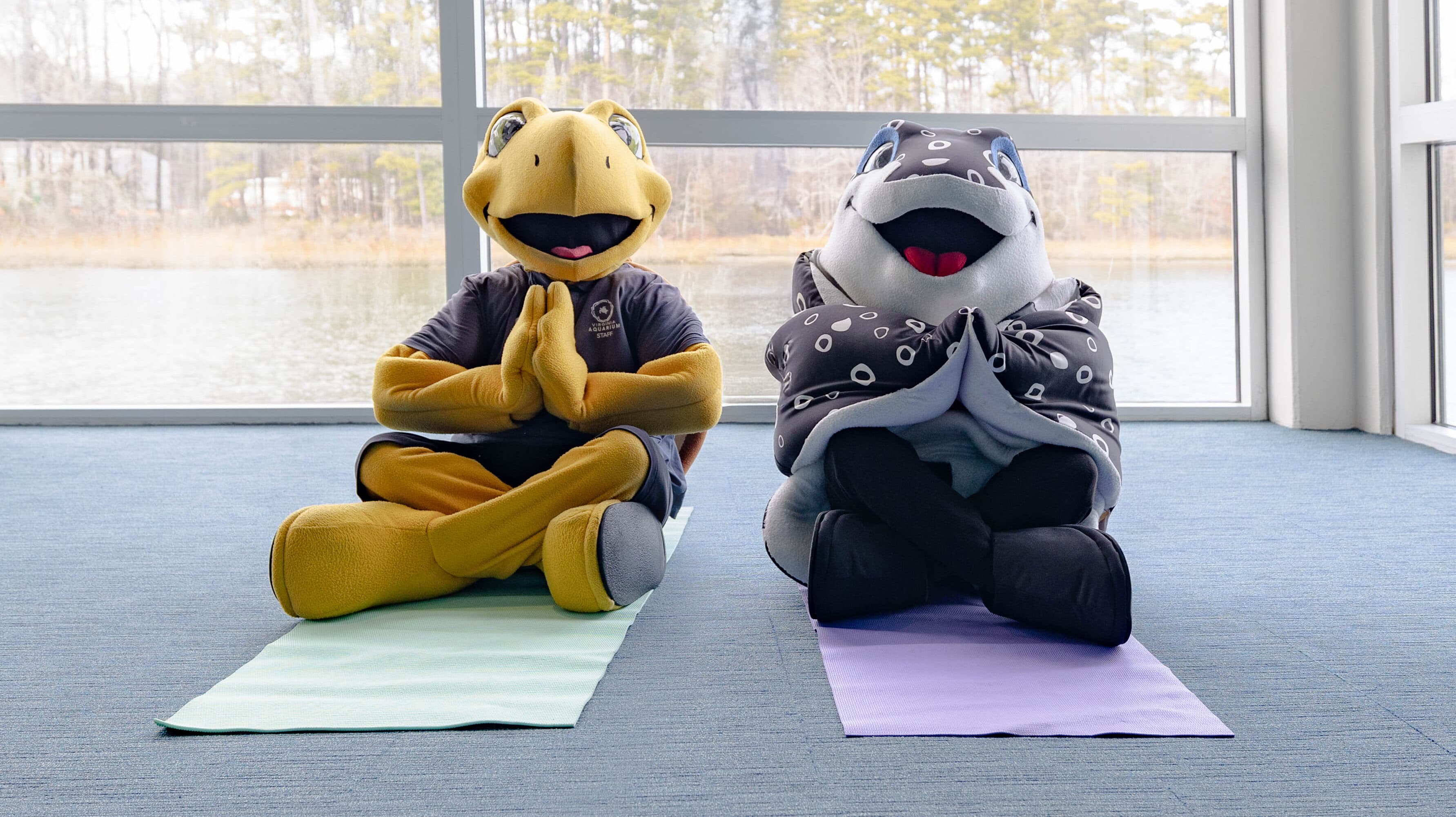 Aquarium mascots Sandy the sea turtle and Speckles the spotted eagle ray doing yoga.