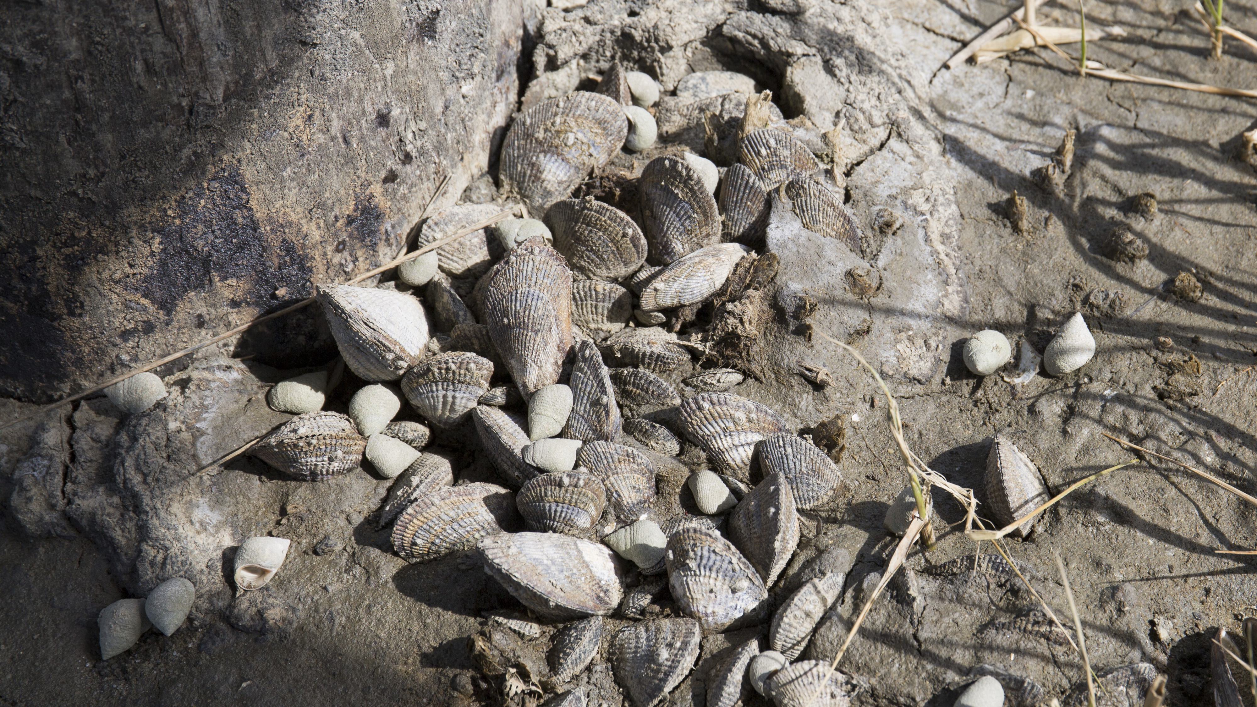 Oysters in marsh