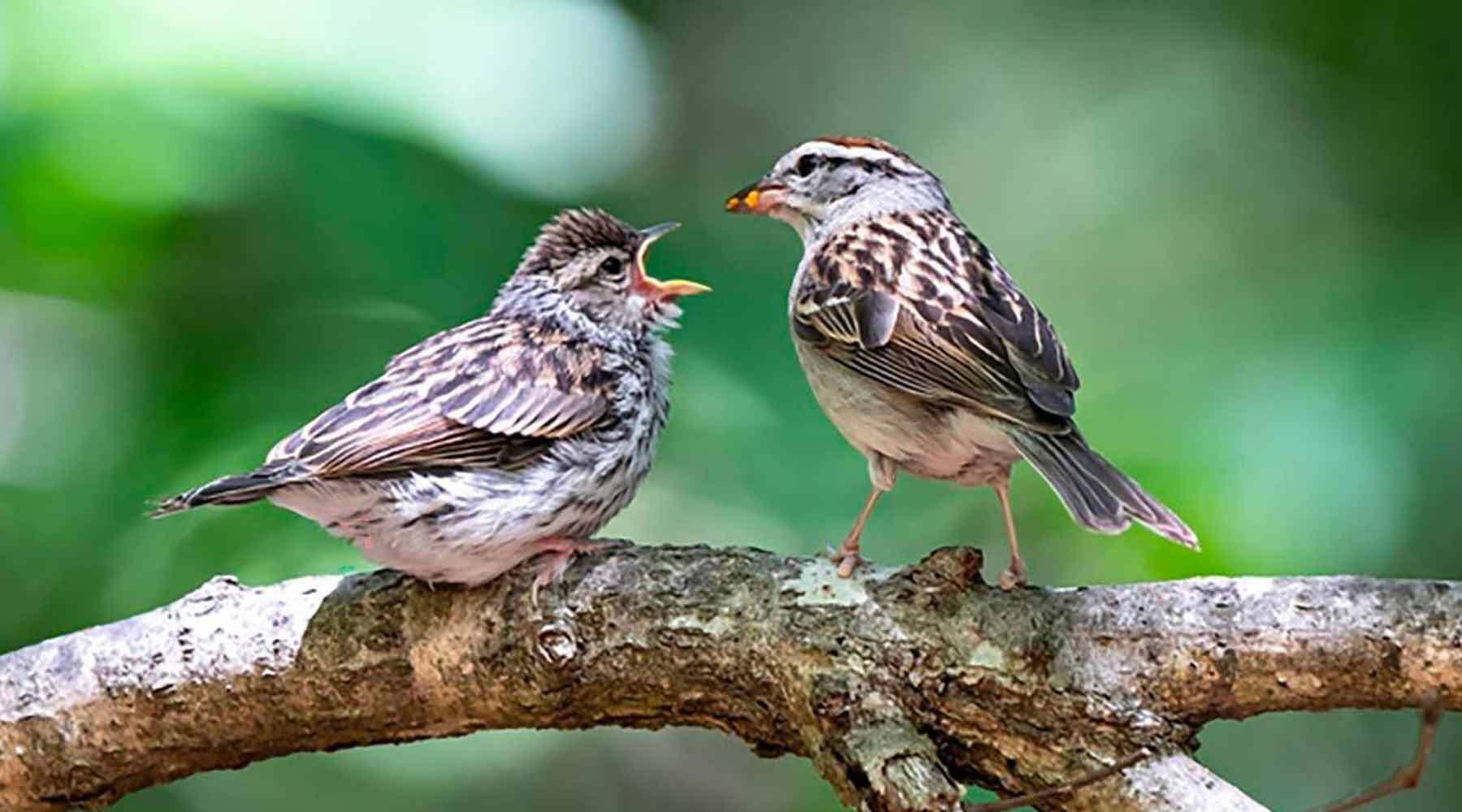 Two Small Birds on Tree Branch