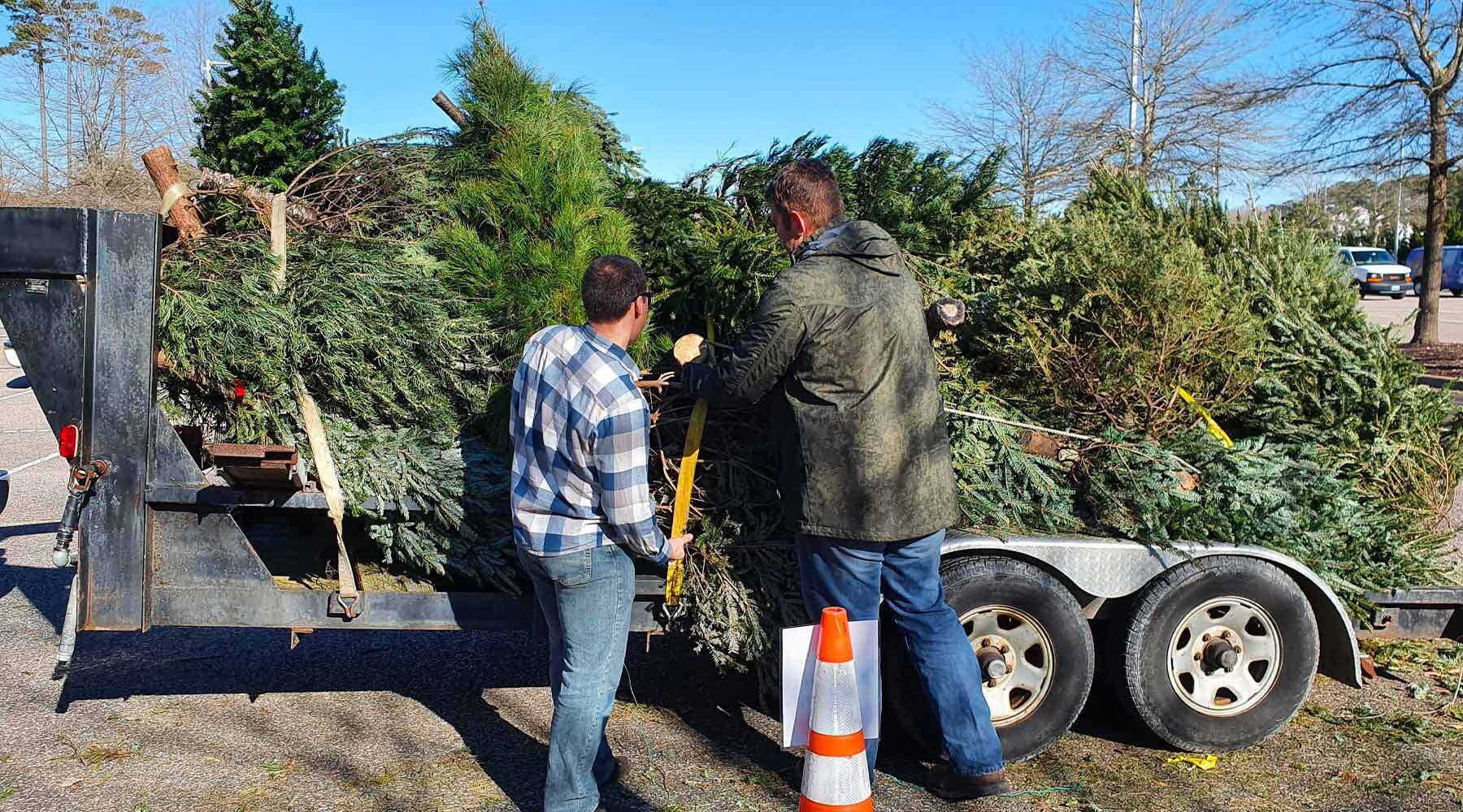 Workers Recycling Christmas Trees