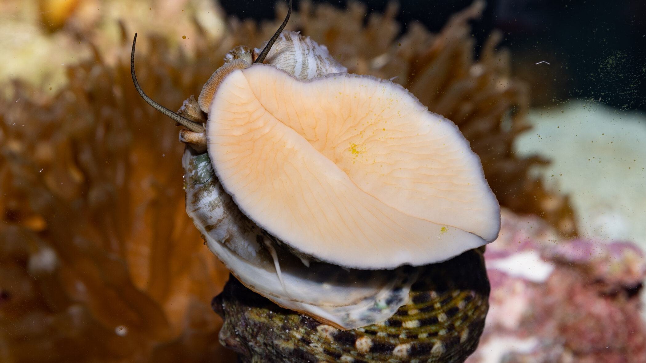A knobbed whelk's underside is seen on its exhibit window as it sticks to the window.
