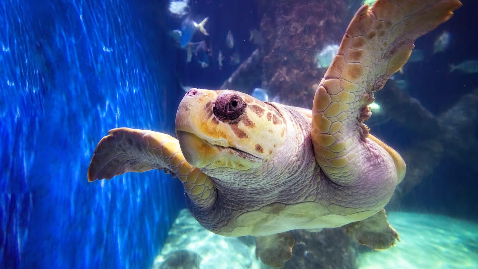 A loggerhead sea turtle swims close to the camera