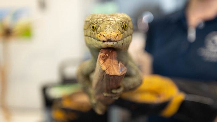 Godzilla the prehensile-tailed skink on a branch perch.