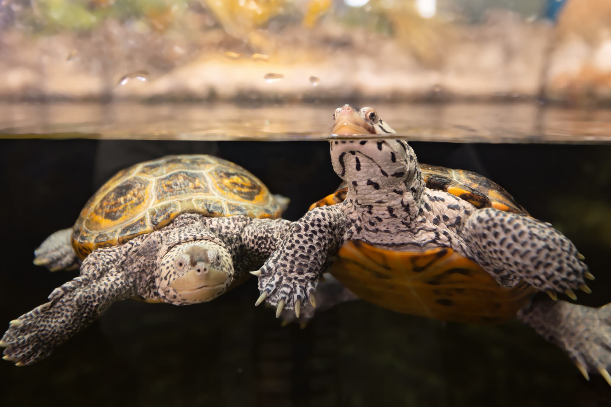 Two terrapins swim against the window in the Coastal River Room