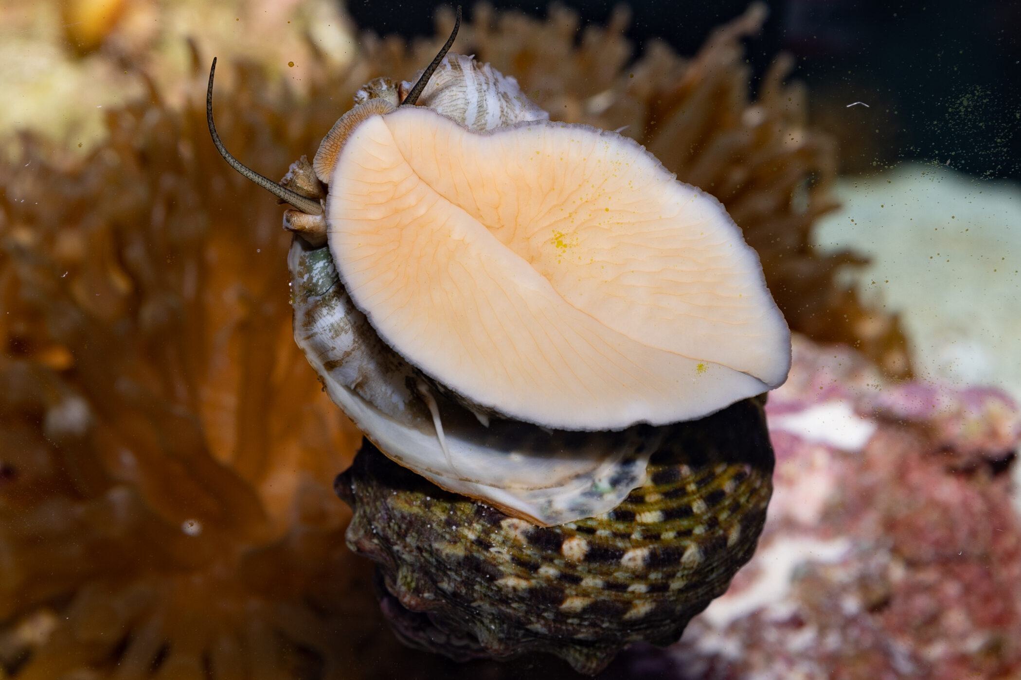 A whelk seen from the underside as it sticks to the acrylic window of its exhibit.
