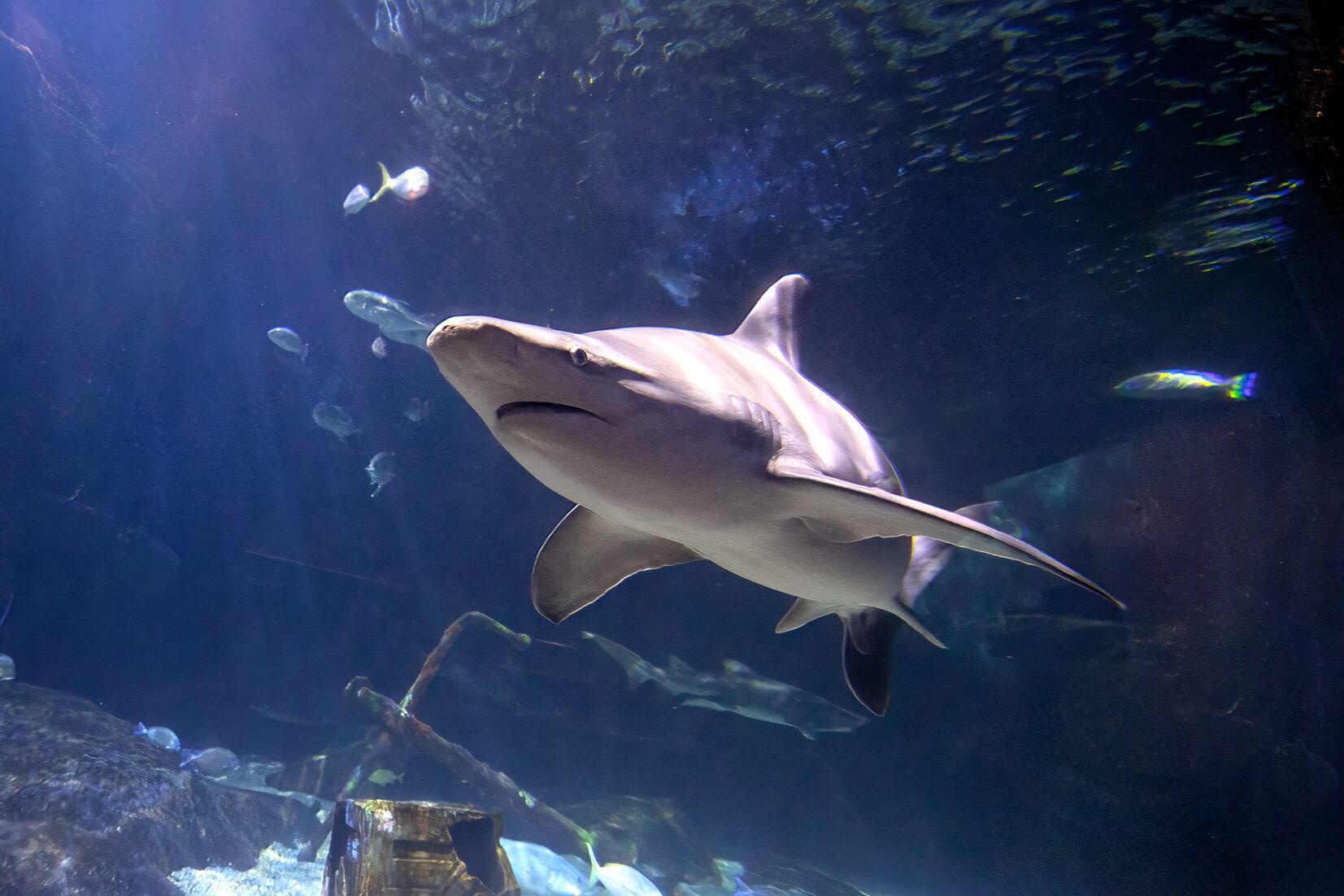 A sandbar shark swims in the Norfolk Canyon exhibit